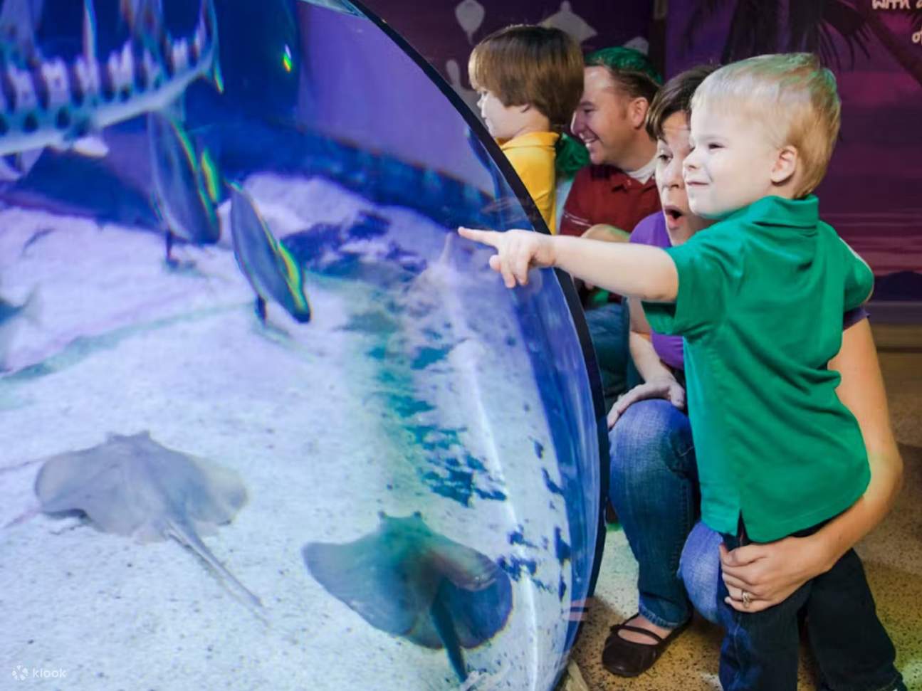 Откройте для себя более 250 удивительных морских существ, включая морских черепах, скатов и косяки рыб, плавающих вместе.