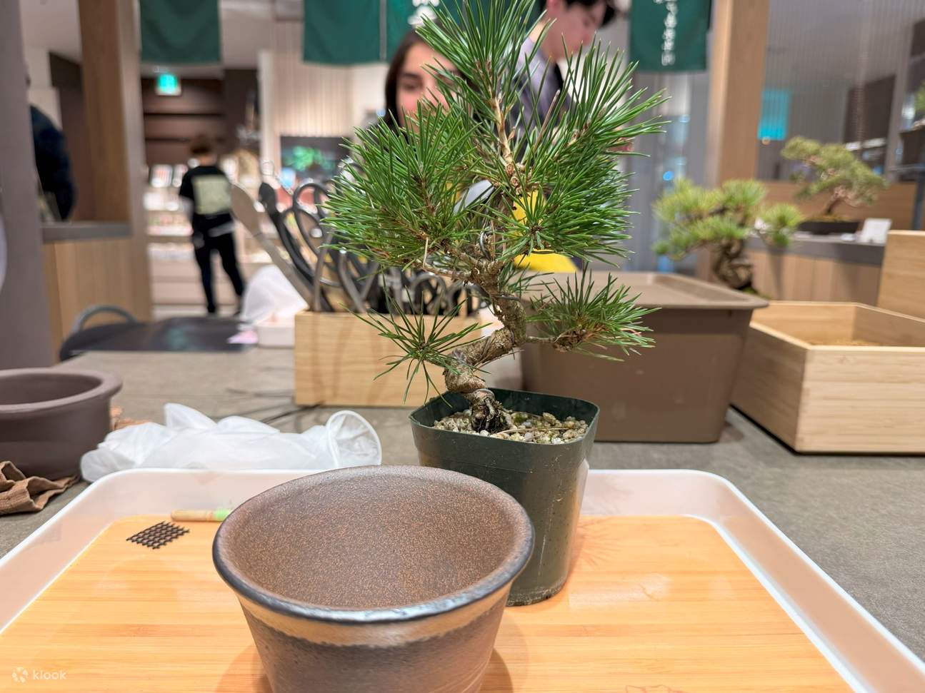 Authentic Bonsai Art Experience: Direct Access from Tokyo Station - Klook
