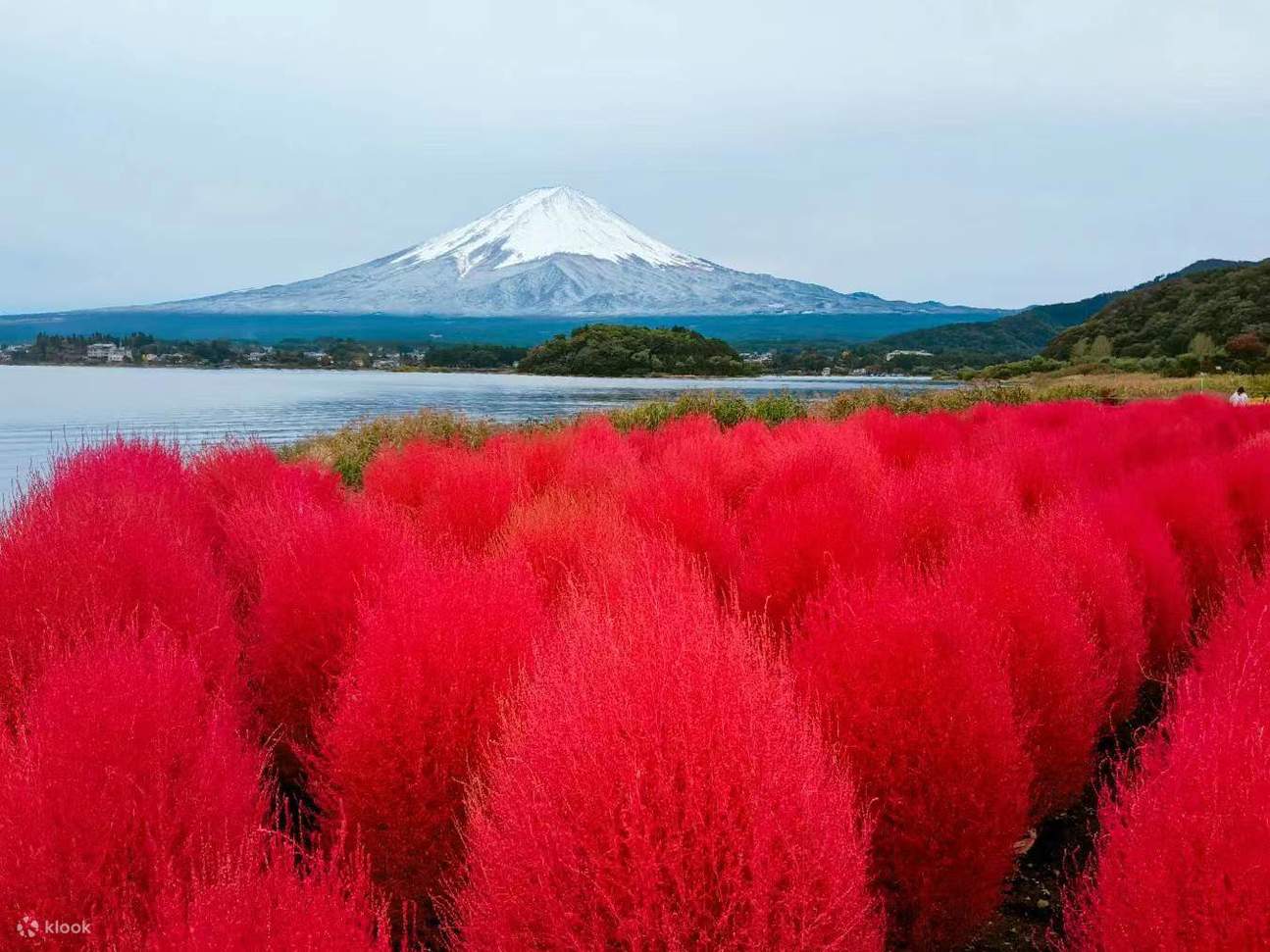 富士山桜＆箱根日帰りツアー、河口湖大石公園お花見、忍野八海、大涌谷 