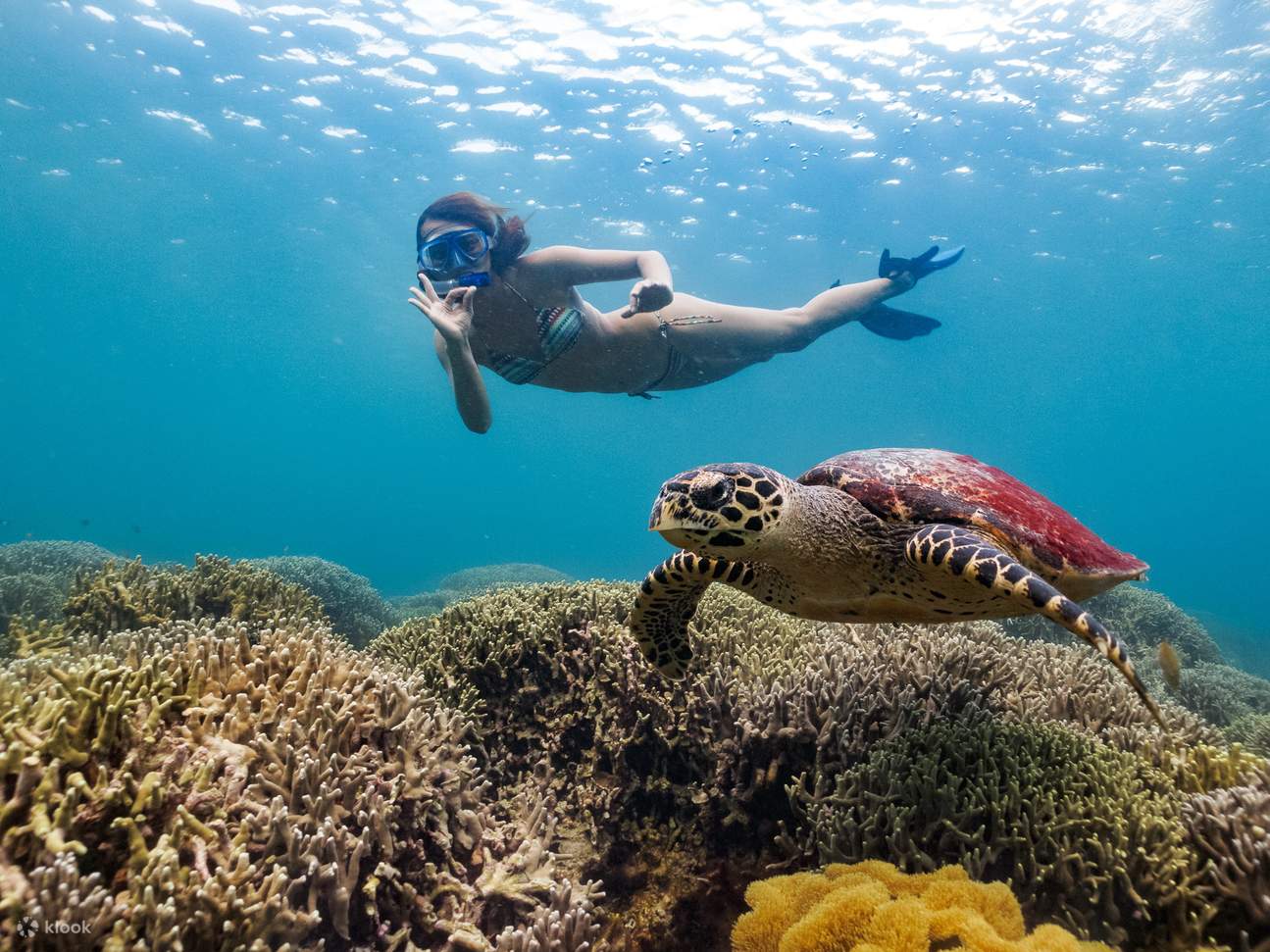 Entspannendes 10-Tauchgänge-Moalboal-Riff-Paket