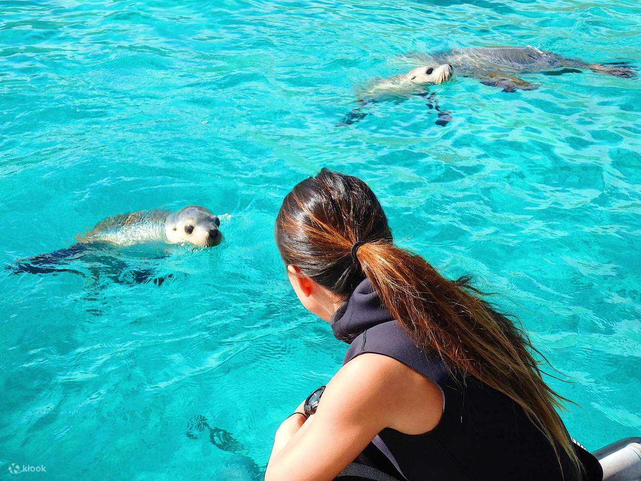 Swim with Sea Lions from Port Lincoln, Australia - Klook Canada