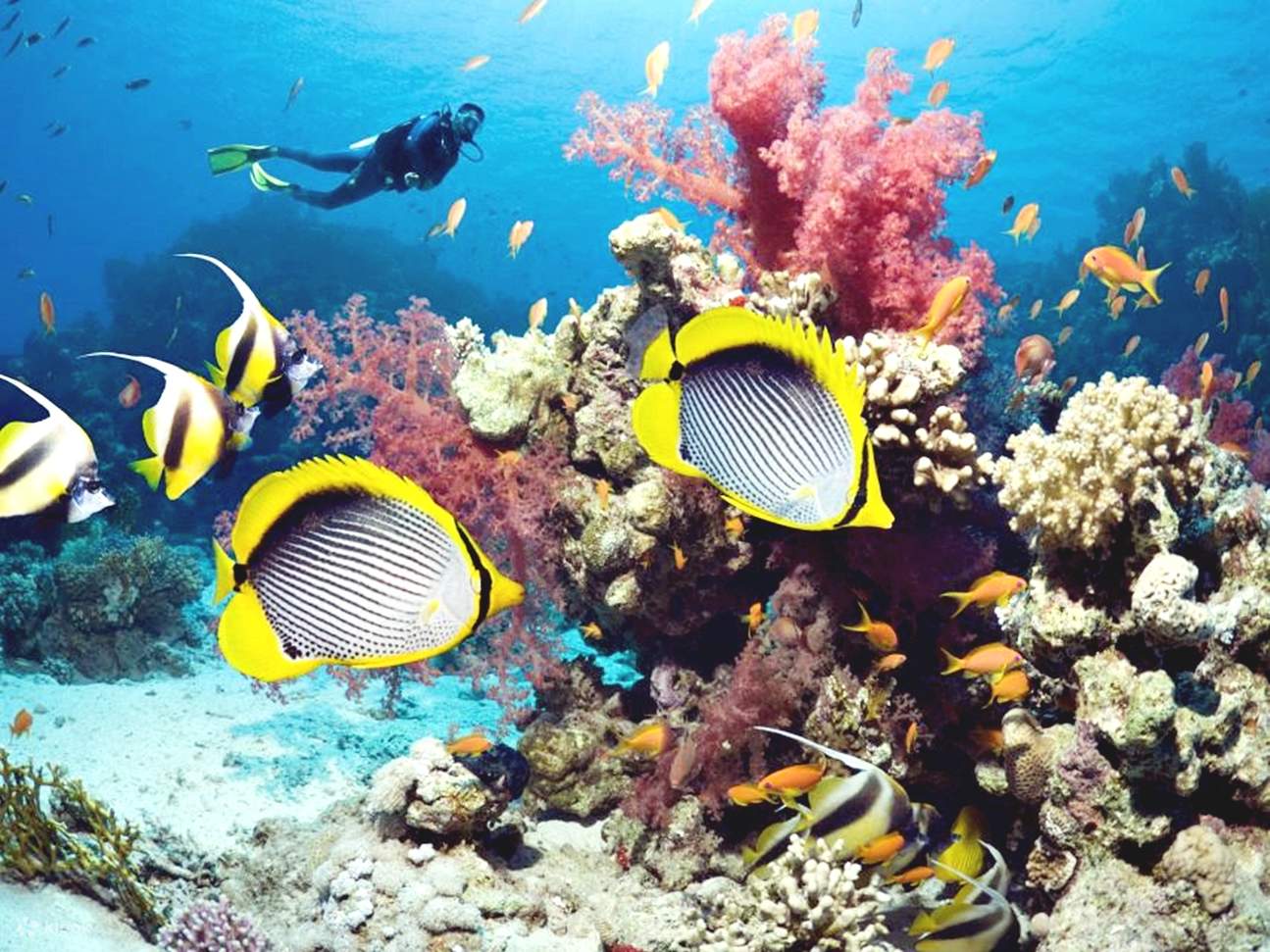 Sahl Hasheesh: Diving or Snorkeling Boat Trip with Lunch