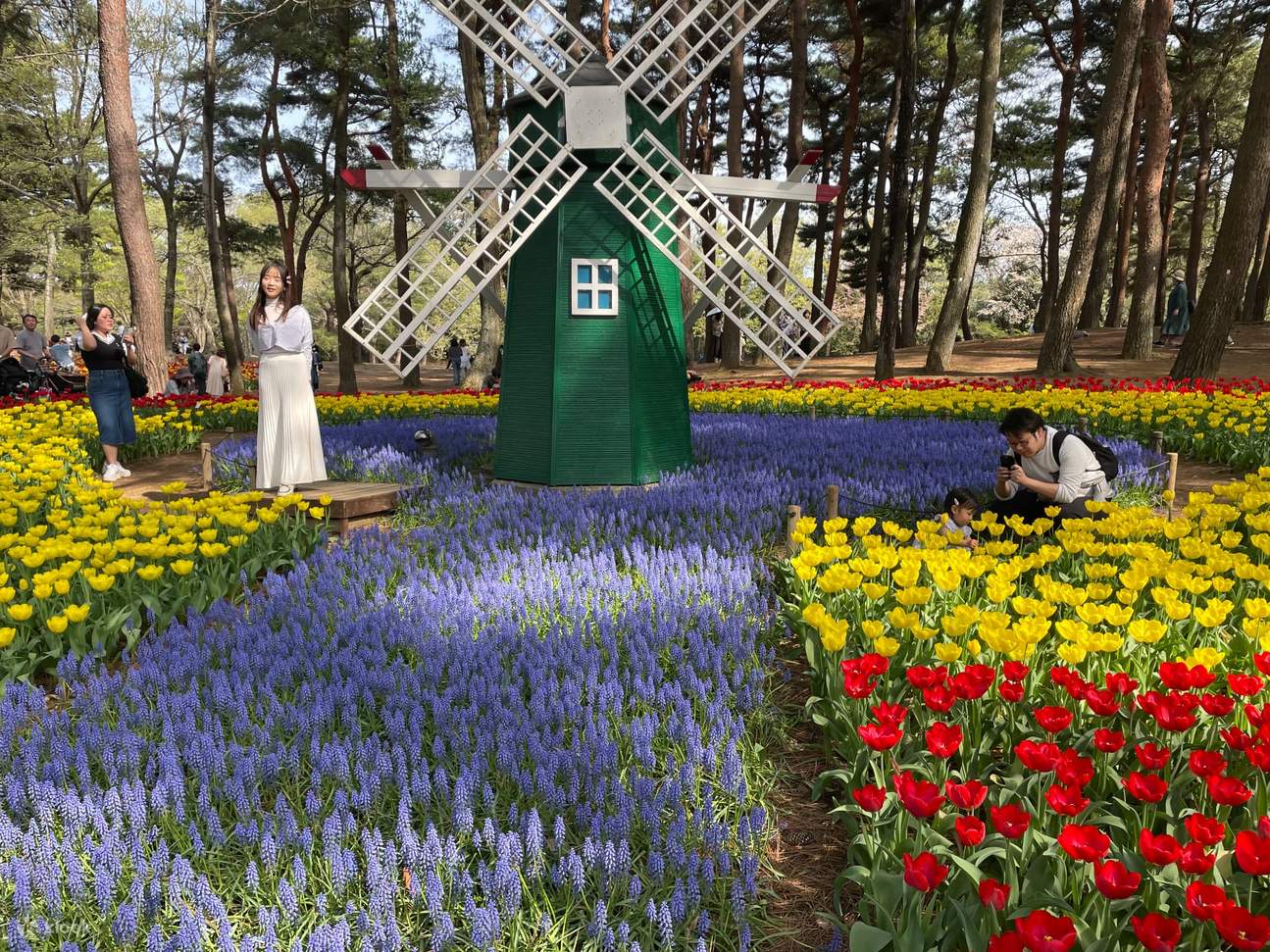 花の饗宴デイツアー｜ひたち海浜公園のネモフィラの絶景とあしかが