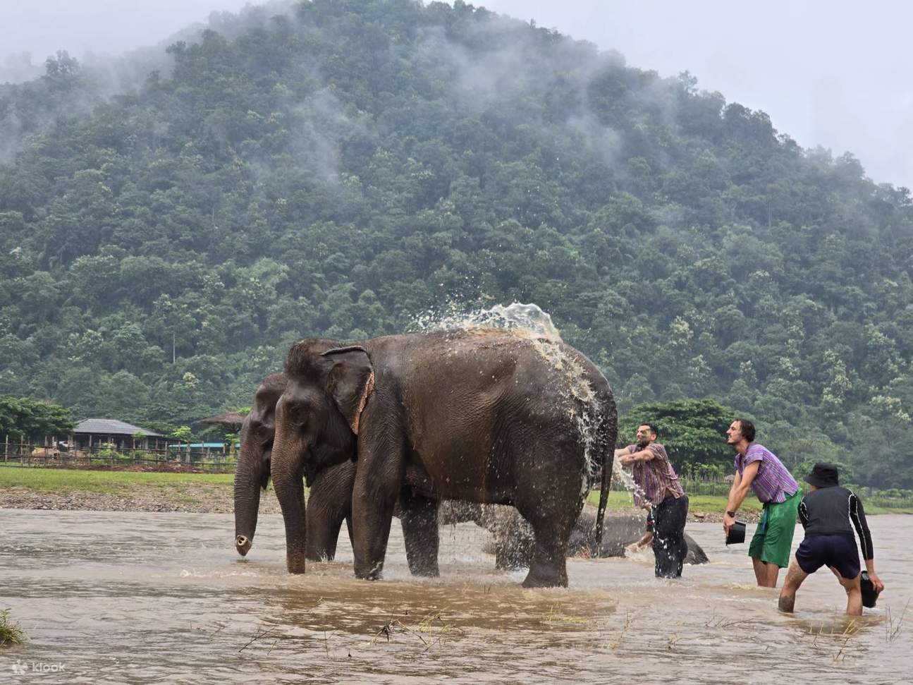 Giving these gentle giants the spa day they deserve.