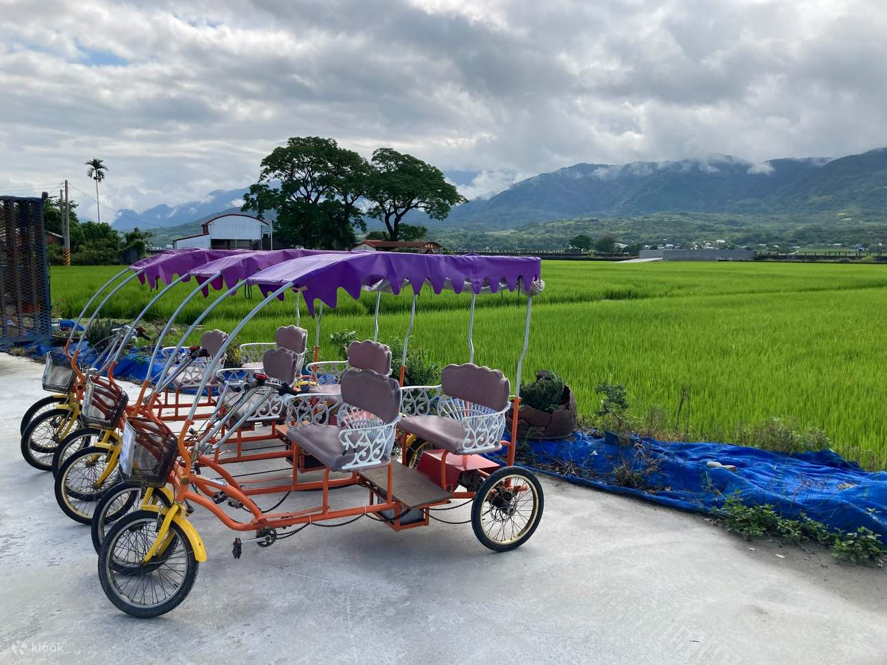 이케가미 브라운 애비뉴 자전거 대여