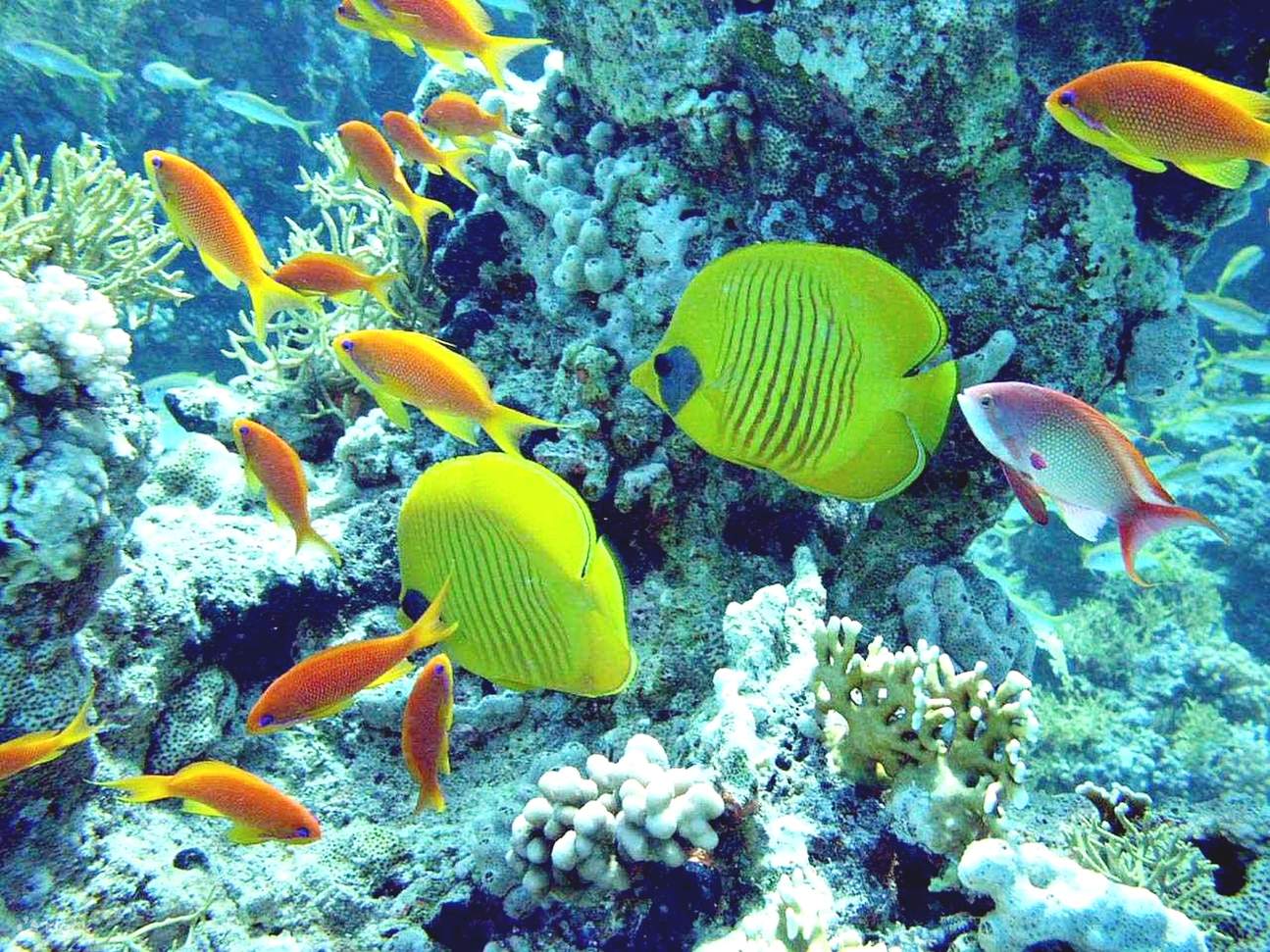 Aventure sous-marine en mer Rouge : Semi-sous-marin et plongée avec tuba