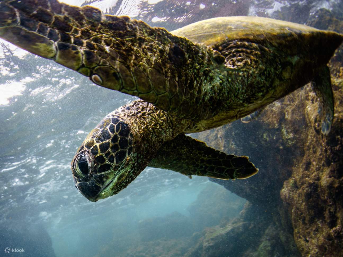 The second reef teems with sea turtles and playful tropical fish glides