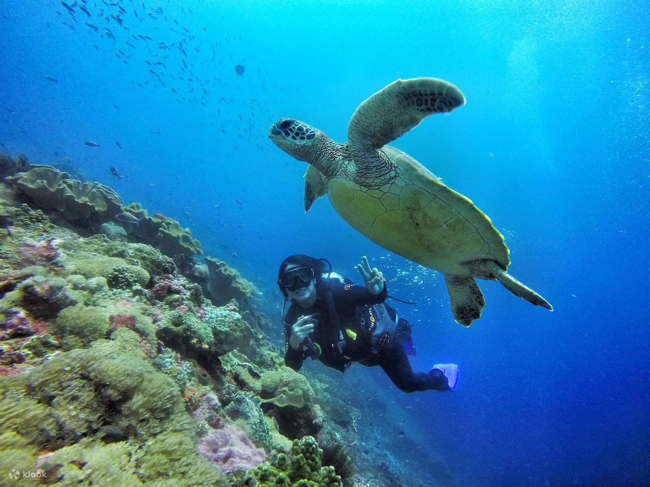 Lặn 3 điểm ở Nusa Penida - Tour lặn cả ngày