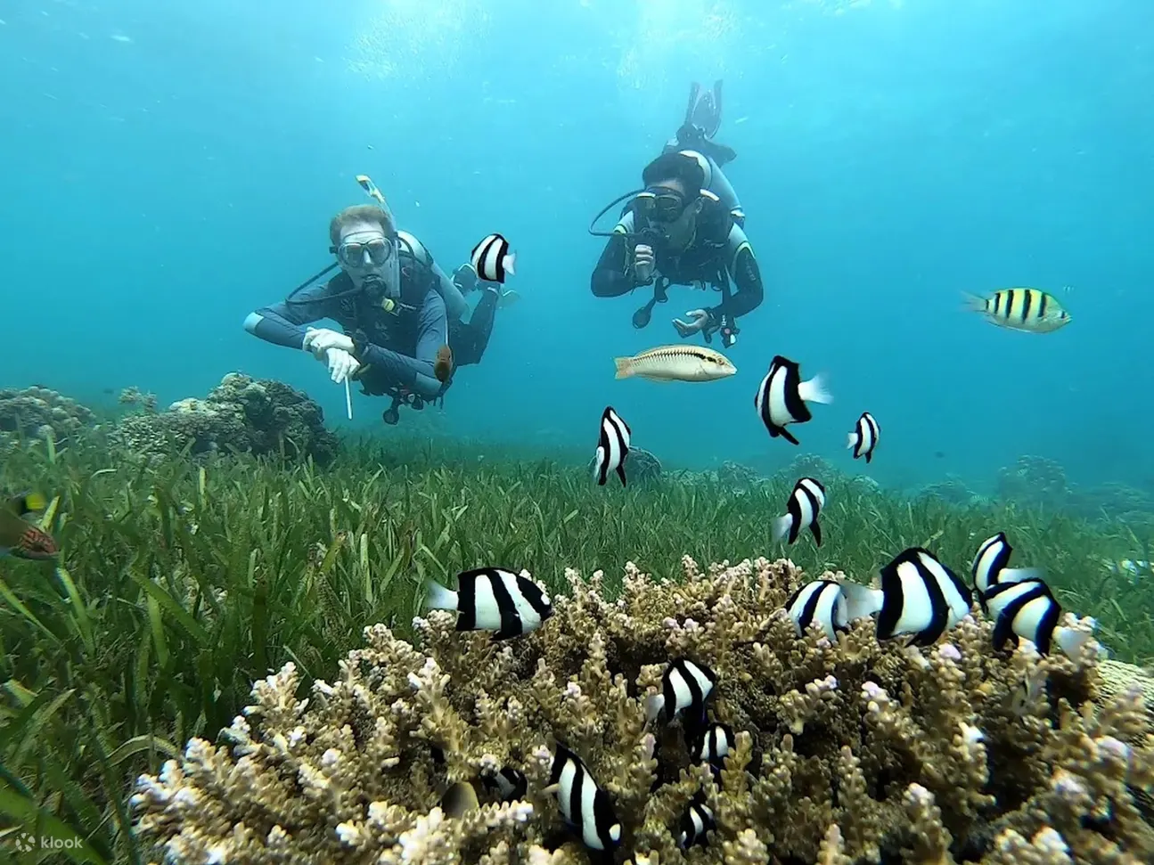 麦克坦 PADI 高级 OWD 与 PADI 5 星级 IDC 度假村