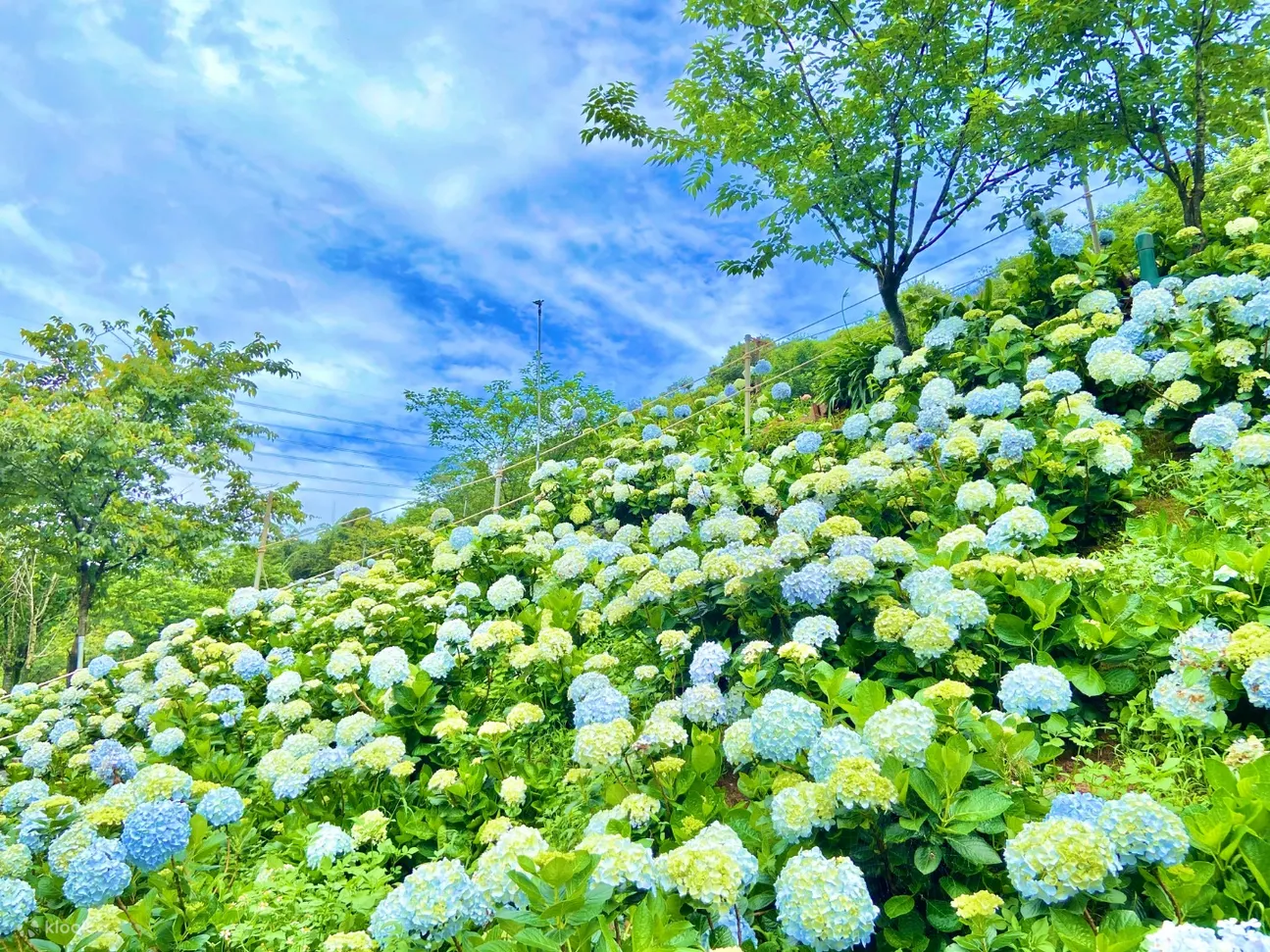 高家绣球花田