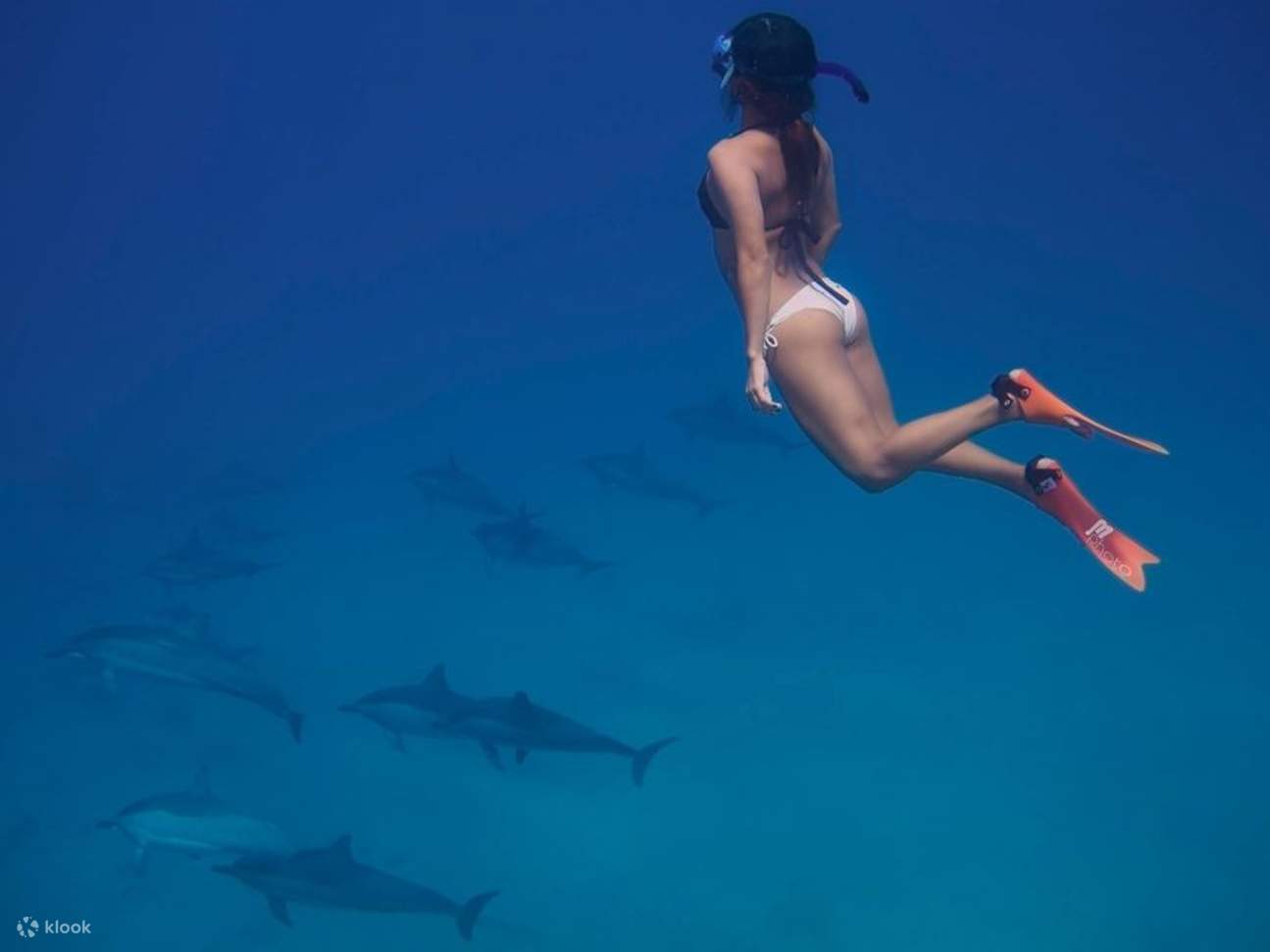 Nado con Delfines Excursión Semiprivada en Lancha Rápida - Hurghada