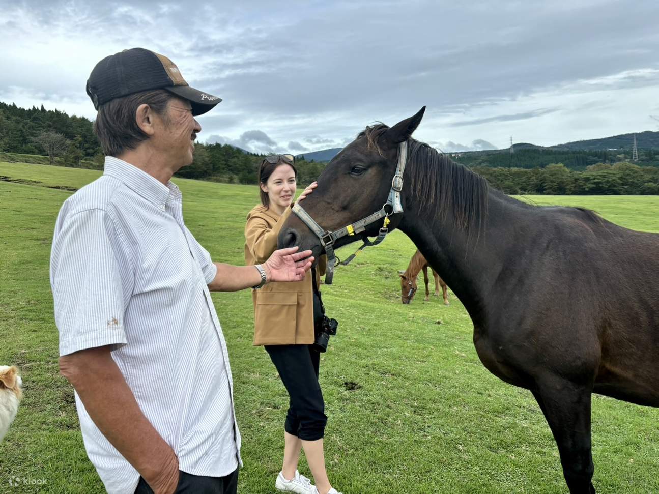 鹿児島ホース・トラストでホースウィスパラーと行く牧草地ハイキング