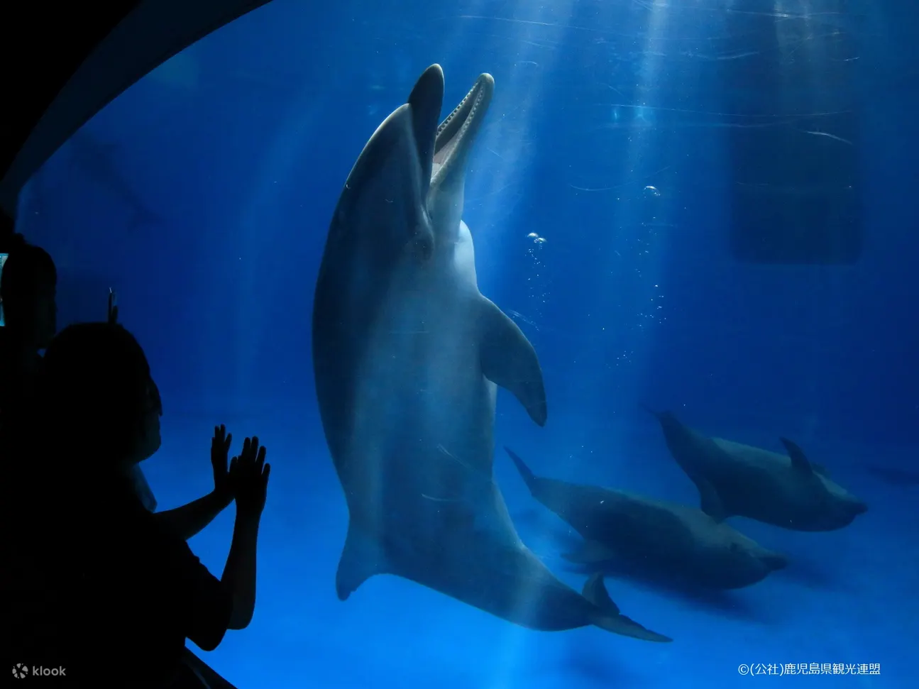 九州鹿儿岛水族馆门票