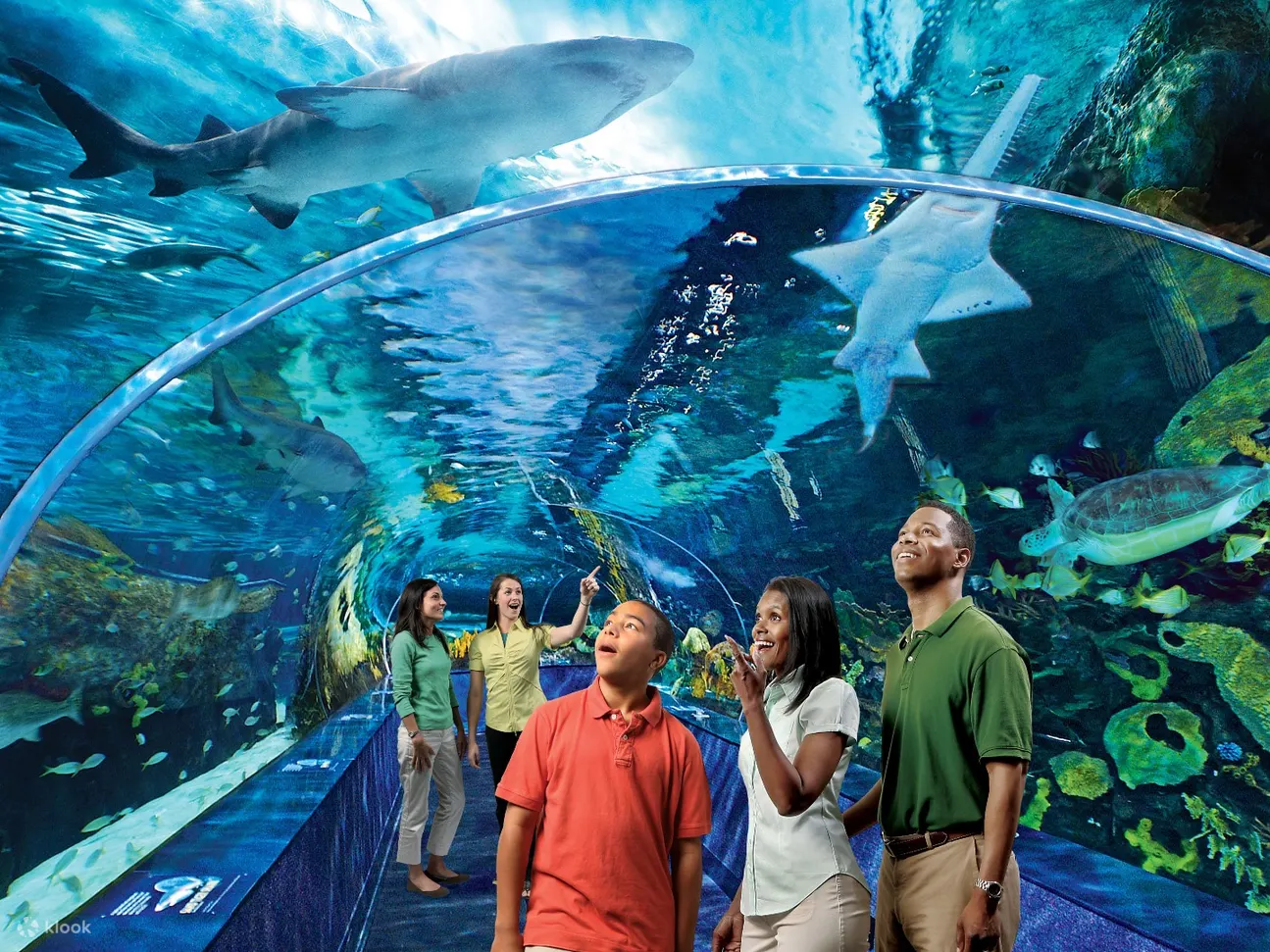 ripley's aquarium of the smokies