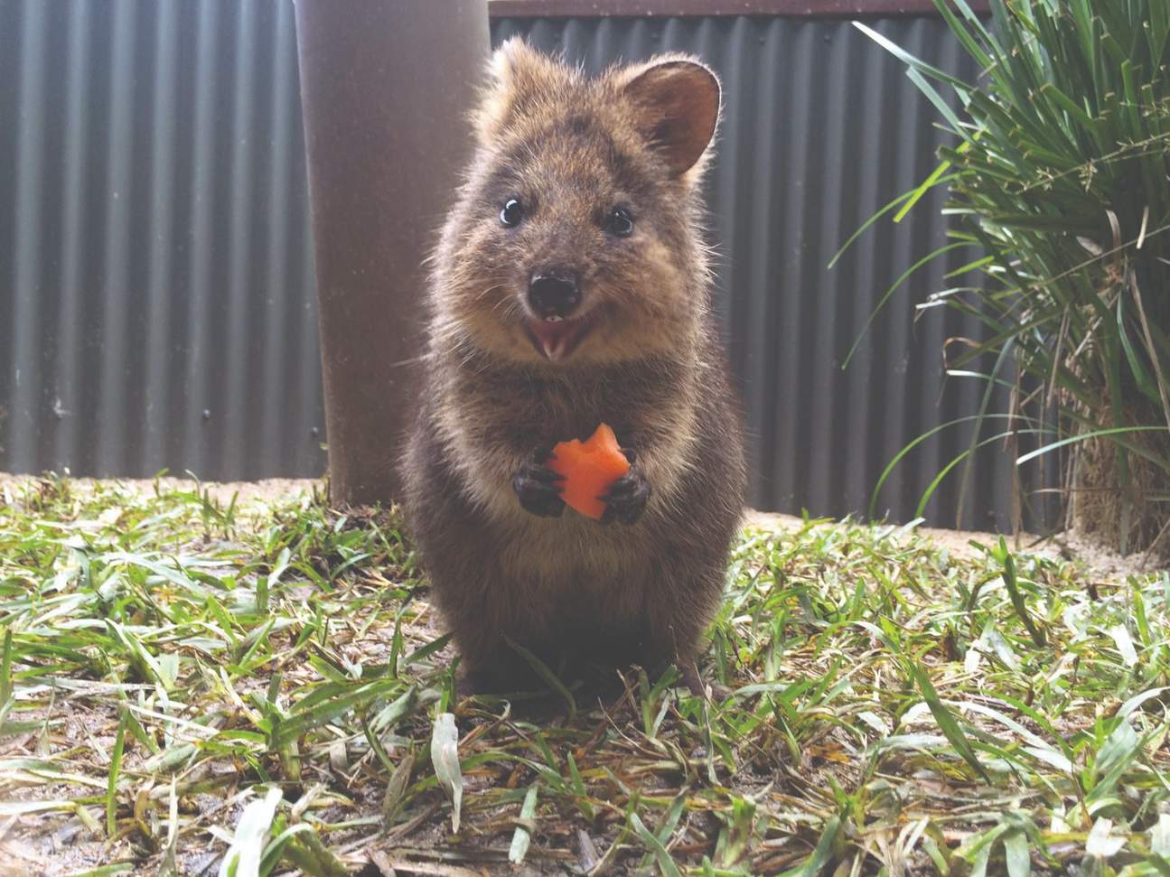 เคอรันดา โคอาล่า การ์เด้นส์ ควอกกา