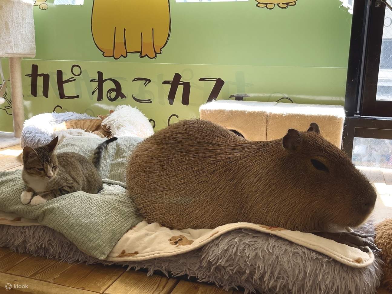 Interaction with capybaras and cats [Capyneko Cafe Kichijoji] - Klook