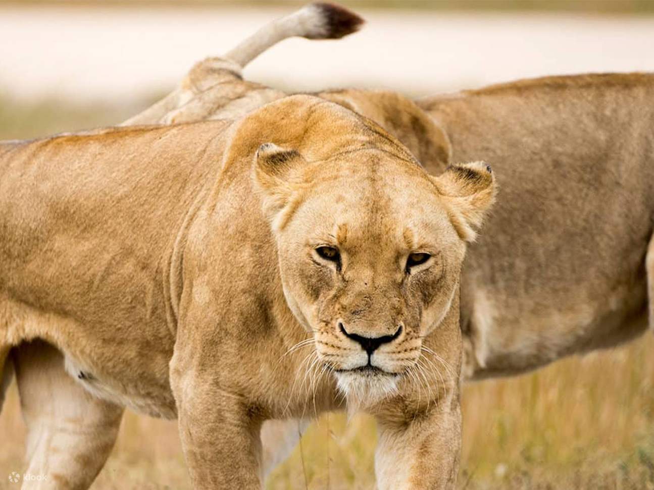 Monarto Safari Park动物管理员体验一日
