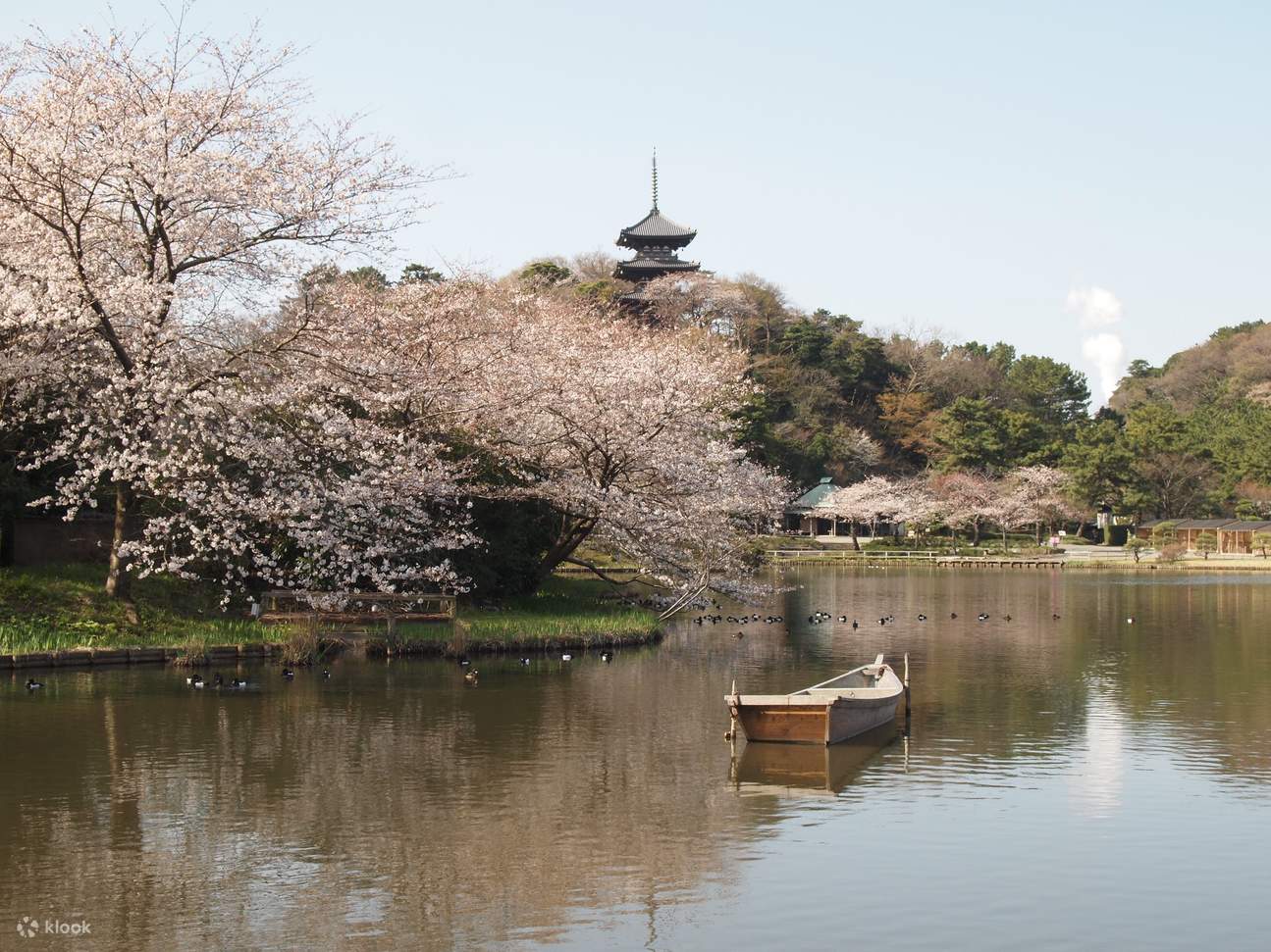 stagno principale con sakura