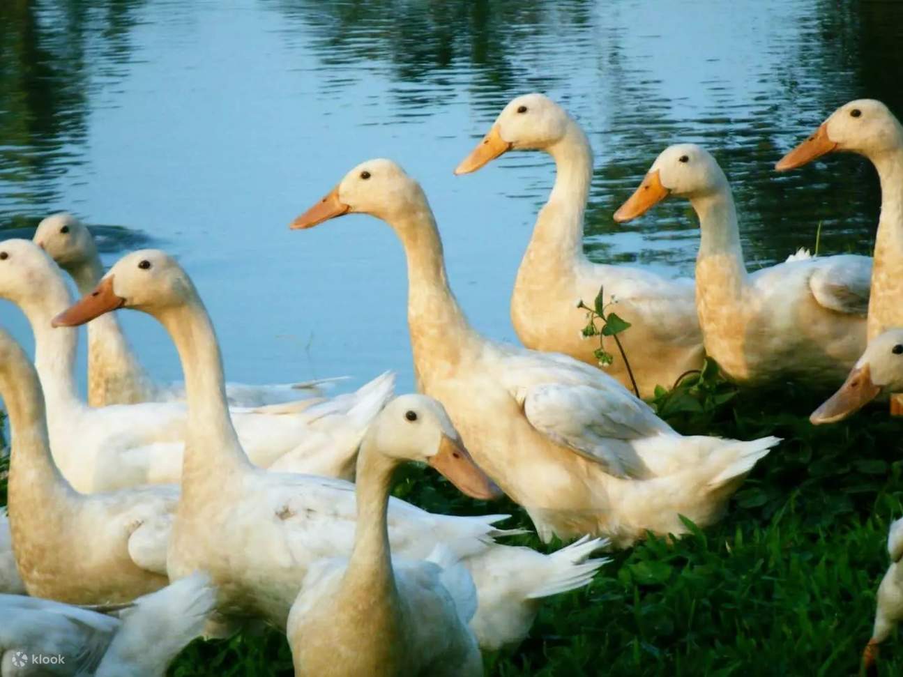 Vịt tại Trang trại Yilan