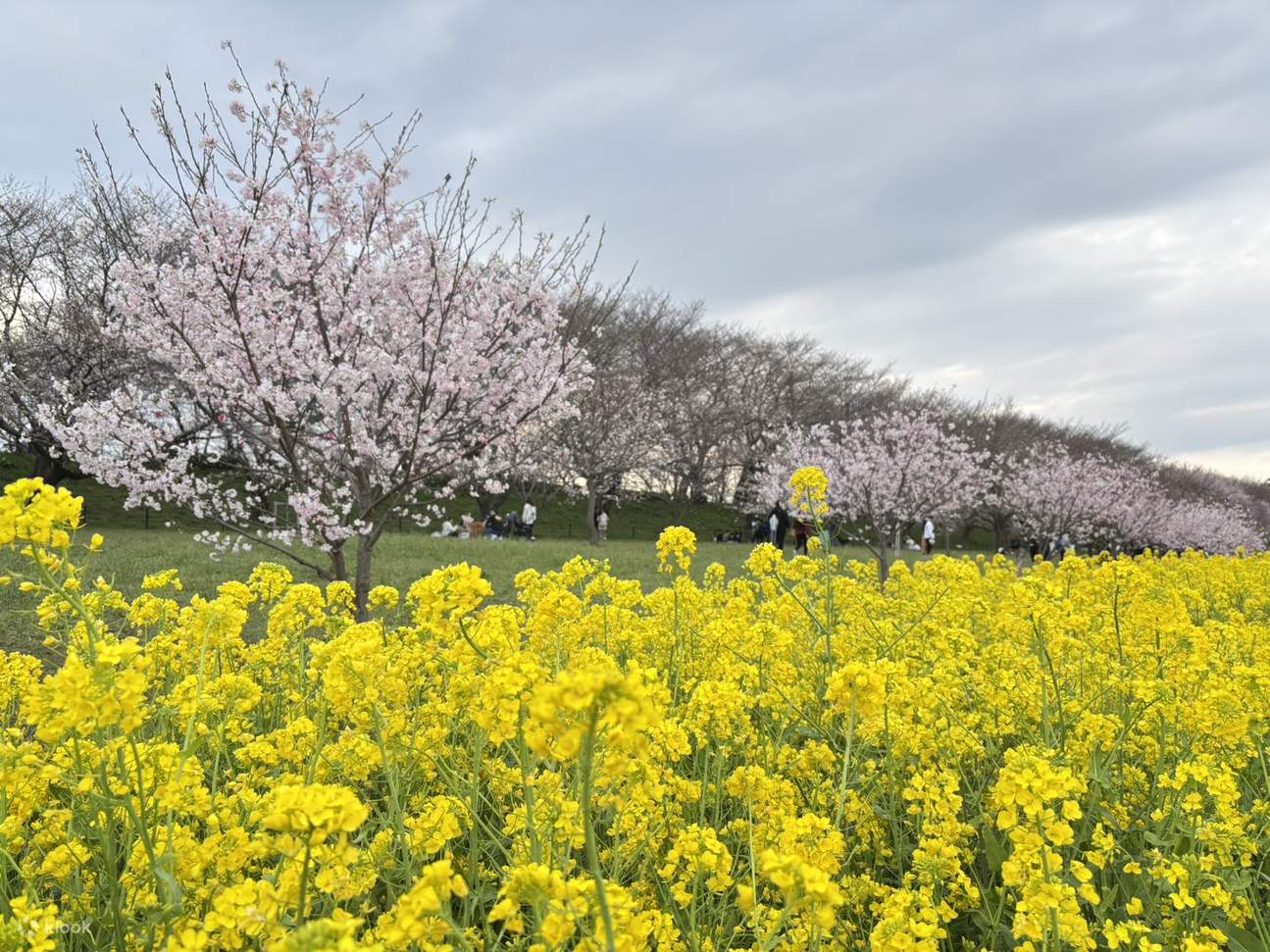 春恋お花見日帰りツアー｜川越氷川神社・古河桃源郷・権現堂桜堤