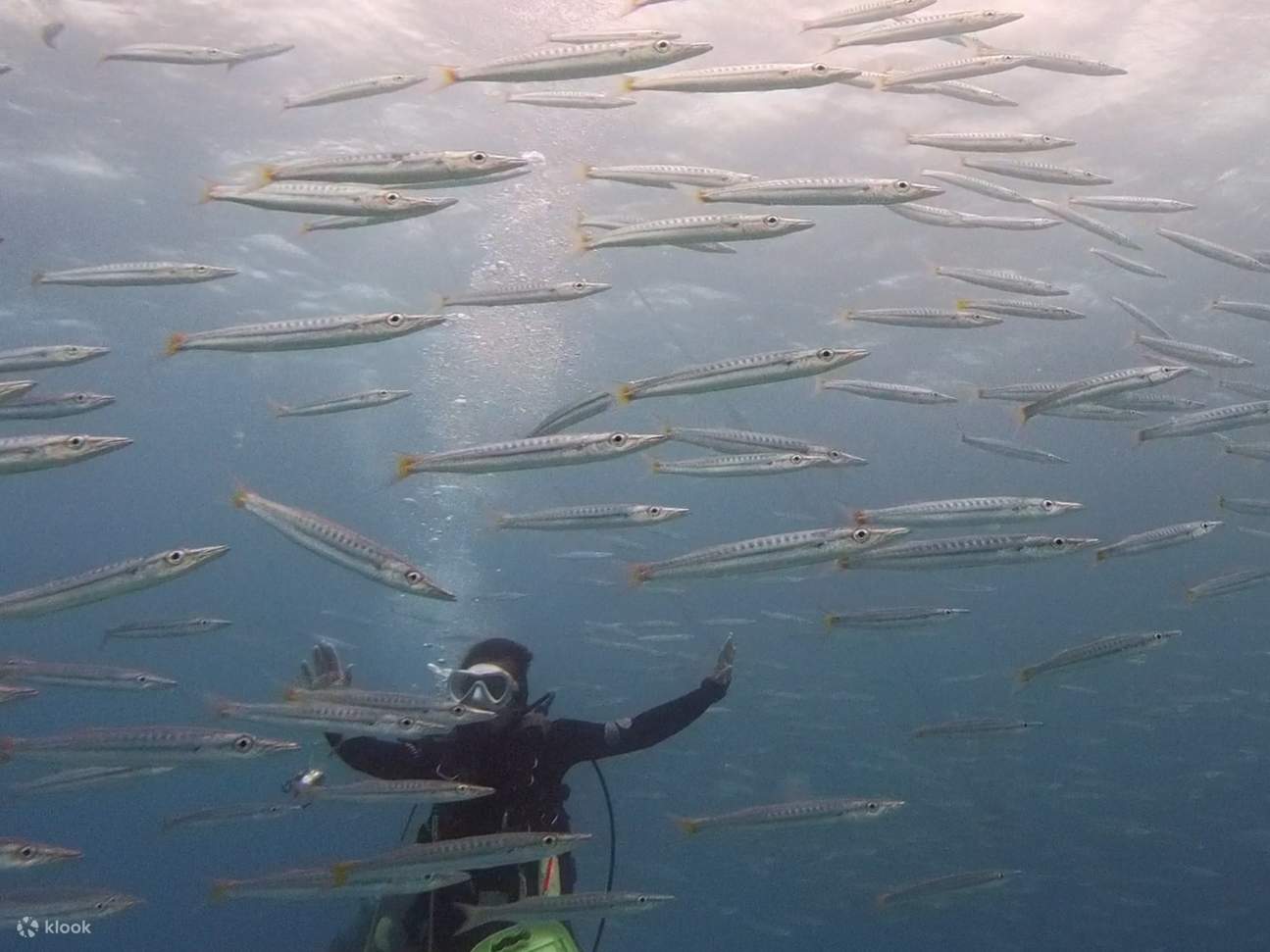 Okinawa・Nördlicher Teil｜Schnorcheln・Zertifiziertes Tauchen・Erlebnistauchen｜Gorilla Bay｜Kantonesisch sprechender Tauchlehrer｜Kostenlose GoPro Videoaufnahmen｜Genießen Sie das Okinawa Churaumi｜In der Nähe des Churaumi Aquariums