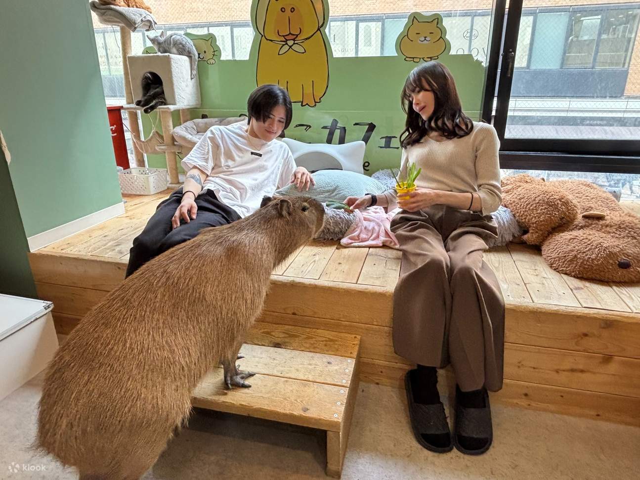 Interaction with capybaras and cats [Capyneko Cafe Kichijoji] - Klook ...