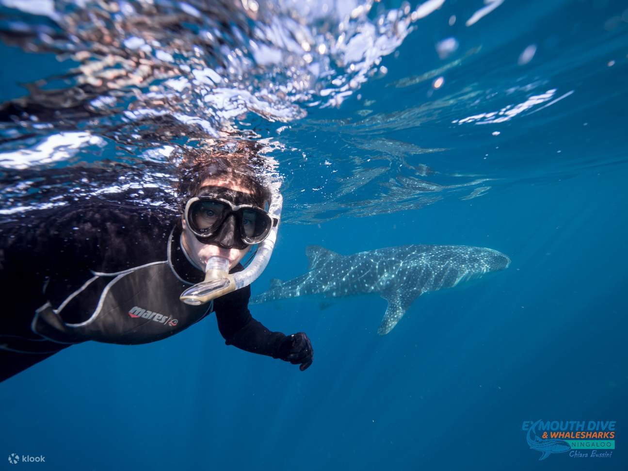 nuotare con gli squali balena