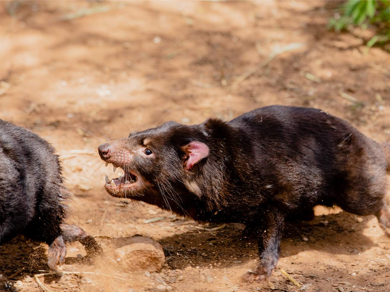 A Devilish Native Experience at Monarto Safari Park