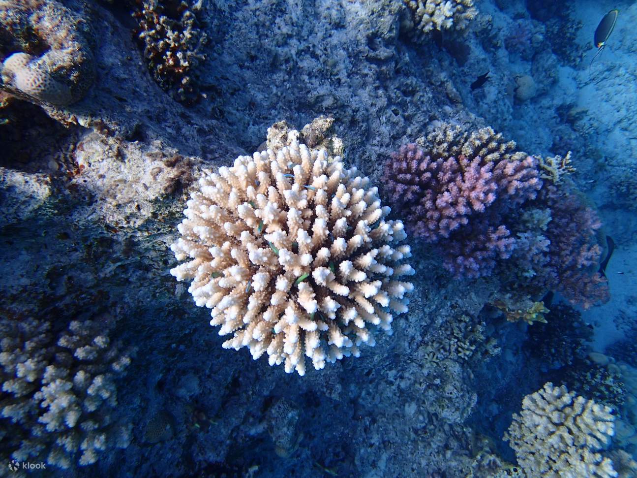 Marsa Alam - Tour đêm nhà cá heo Sataya 