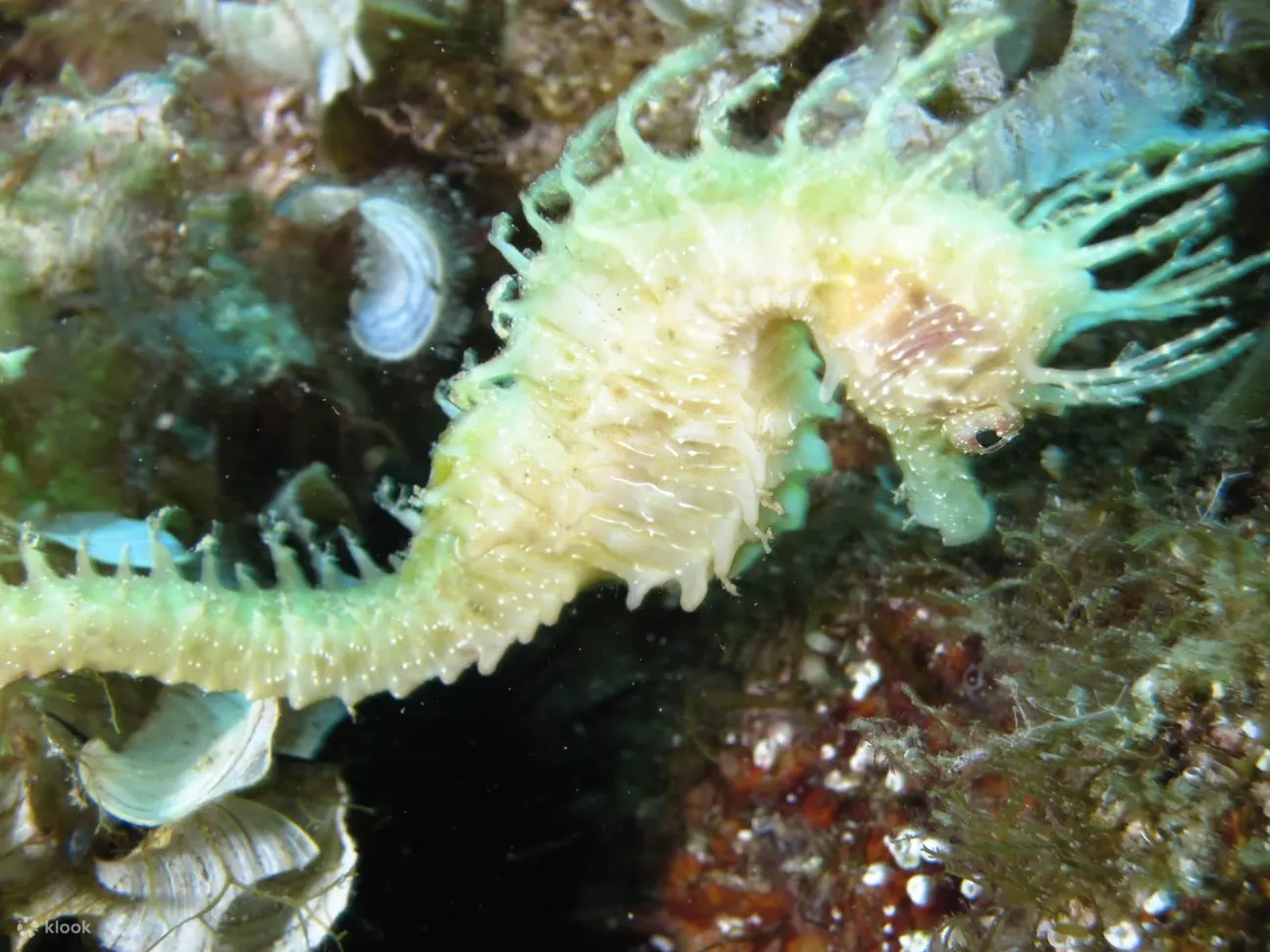 PADI 体验水肺潜水