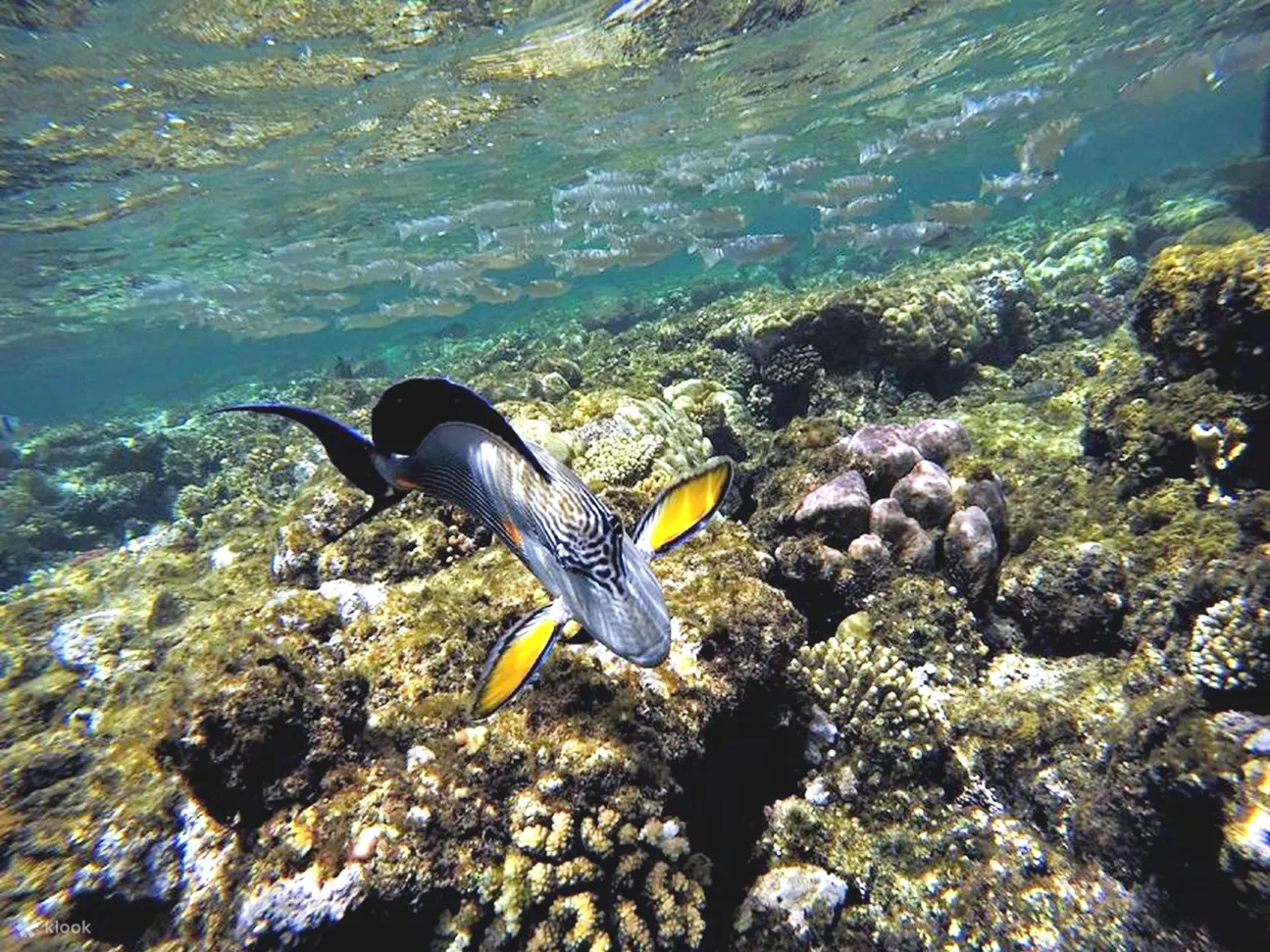 红海：橙湾岛和浮潜巡游（含午餐）