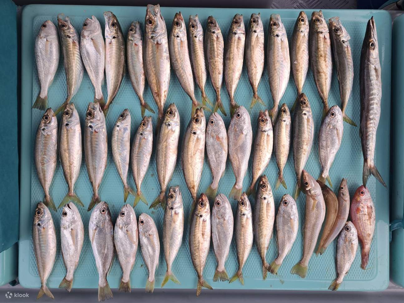 Ji Tsai Kee Fishing Fun Kumpulan Memancing Air Hong Kong