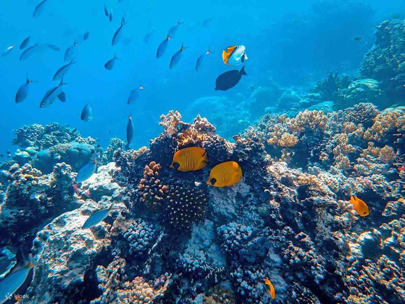 Coral Gardens Snorkeling Tour, Transportasi & Makan Siang – Marsa Alam