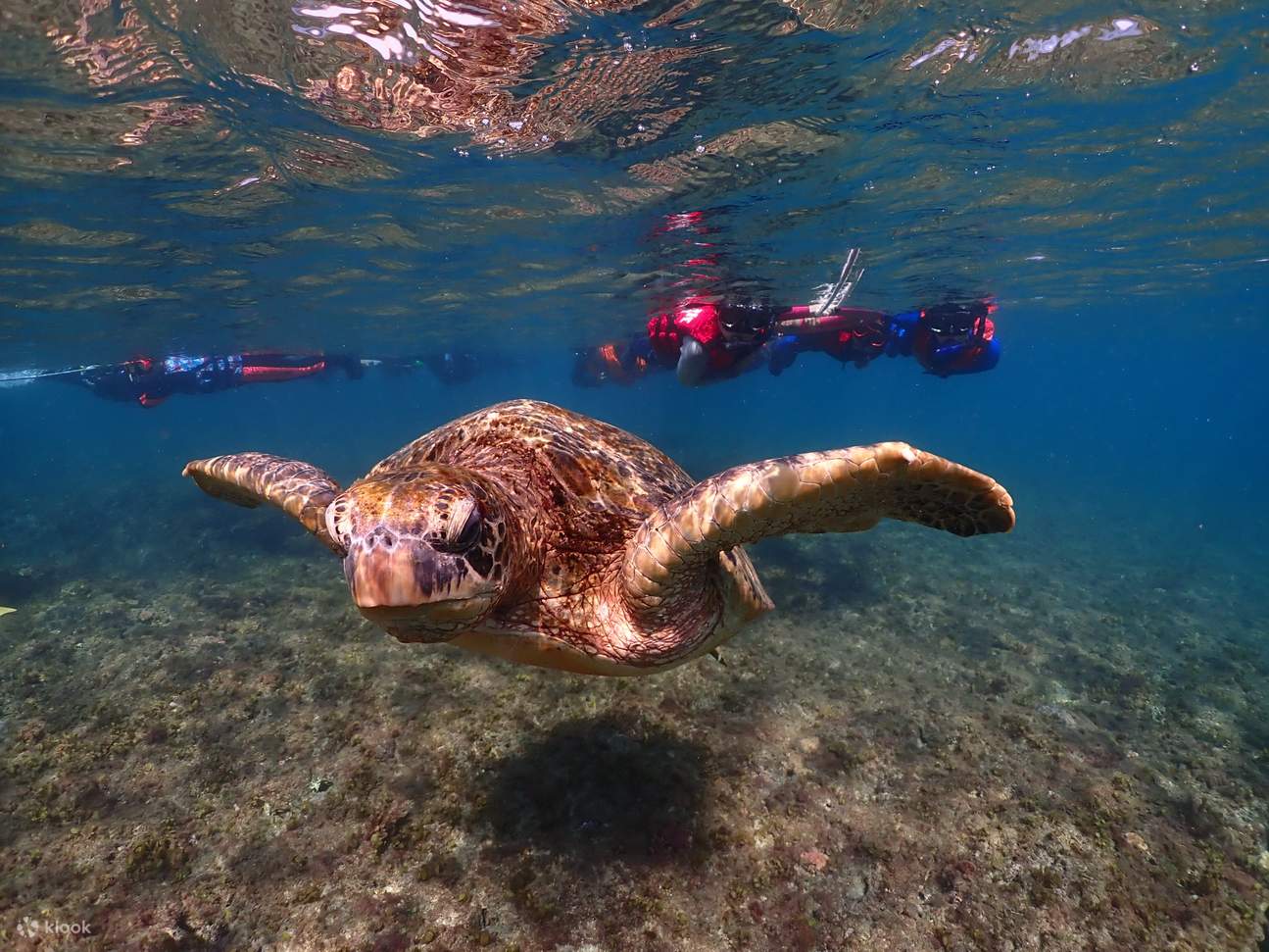 ดำน้ำตื้นที่เกาะเสียวหลิวฉิว