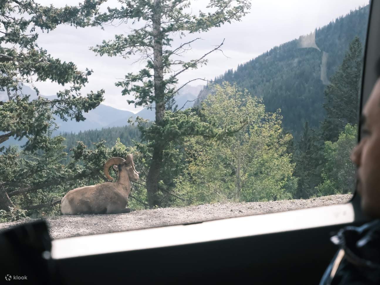 Bus Wildlife Safari berkelok-kelok di sepanjang jalan yang dipenuhi pohon pinus melalui hutan belantara alpine yang luas