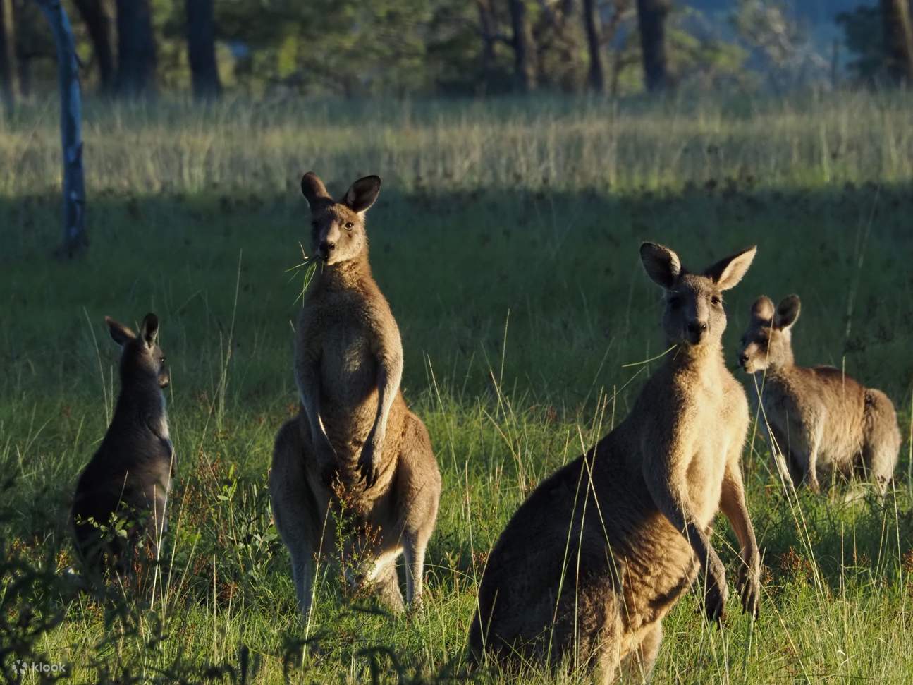 Sydney Wildlife Safari from Sydney - Klook