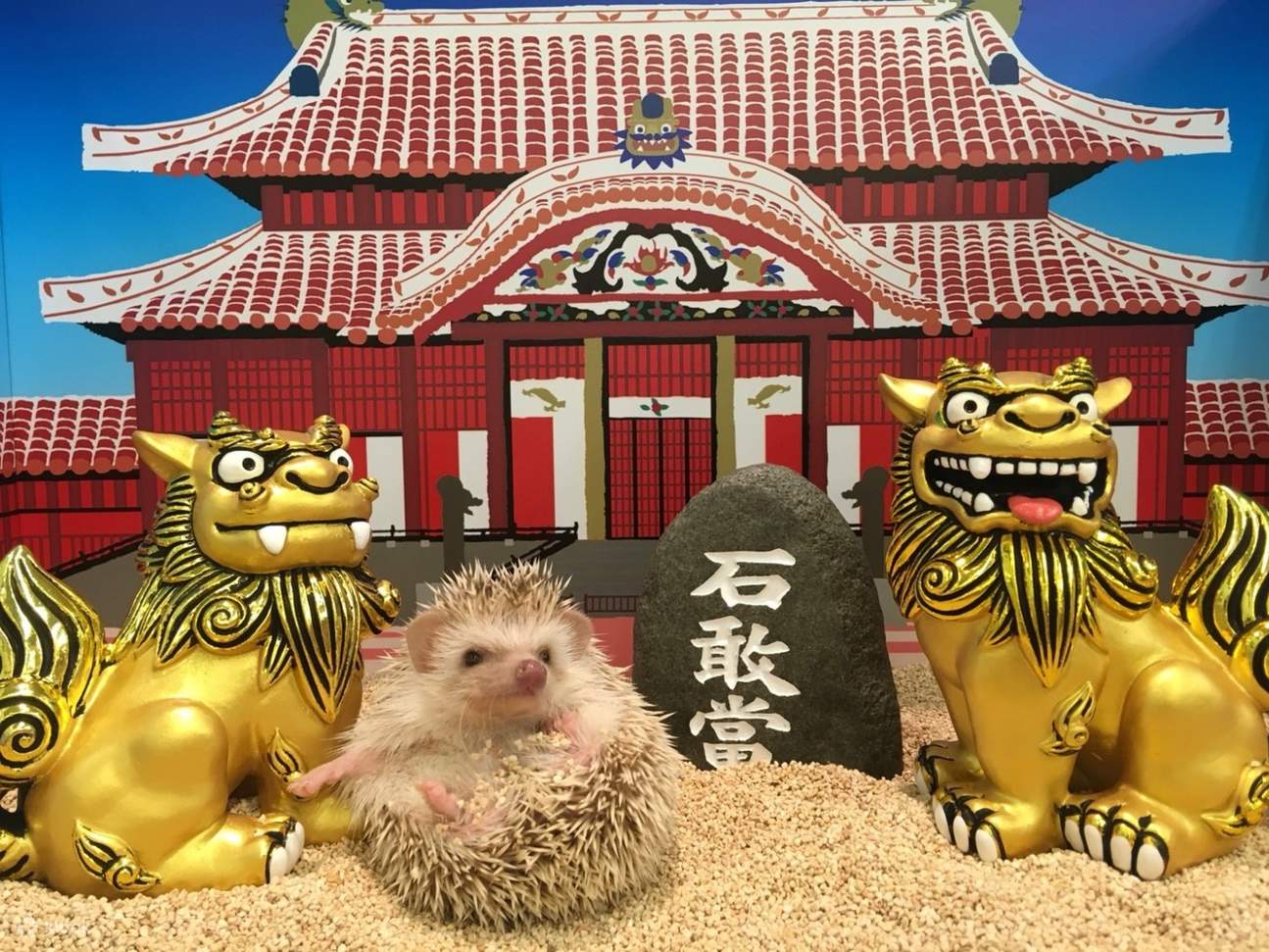 เม่นแคระที่ร้าน Hedgehog Home and Café ในเมืองนาฮะ 