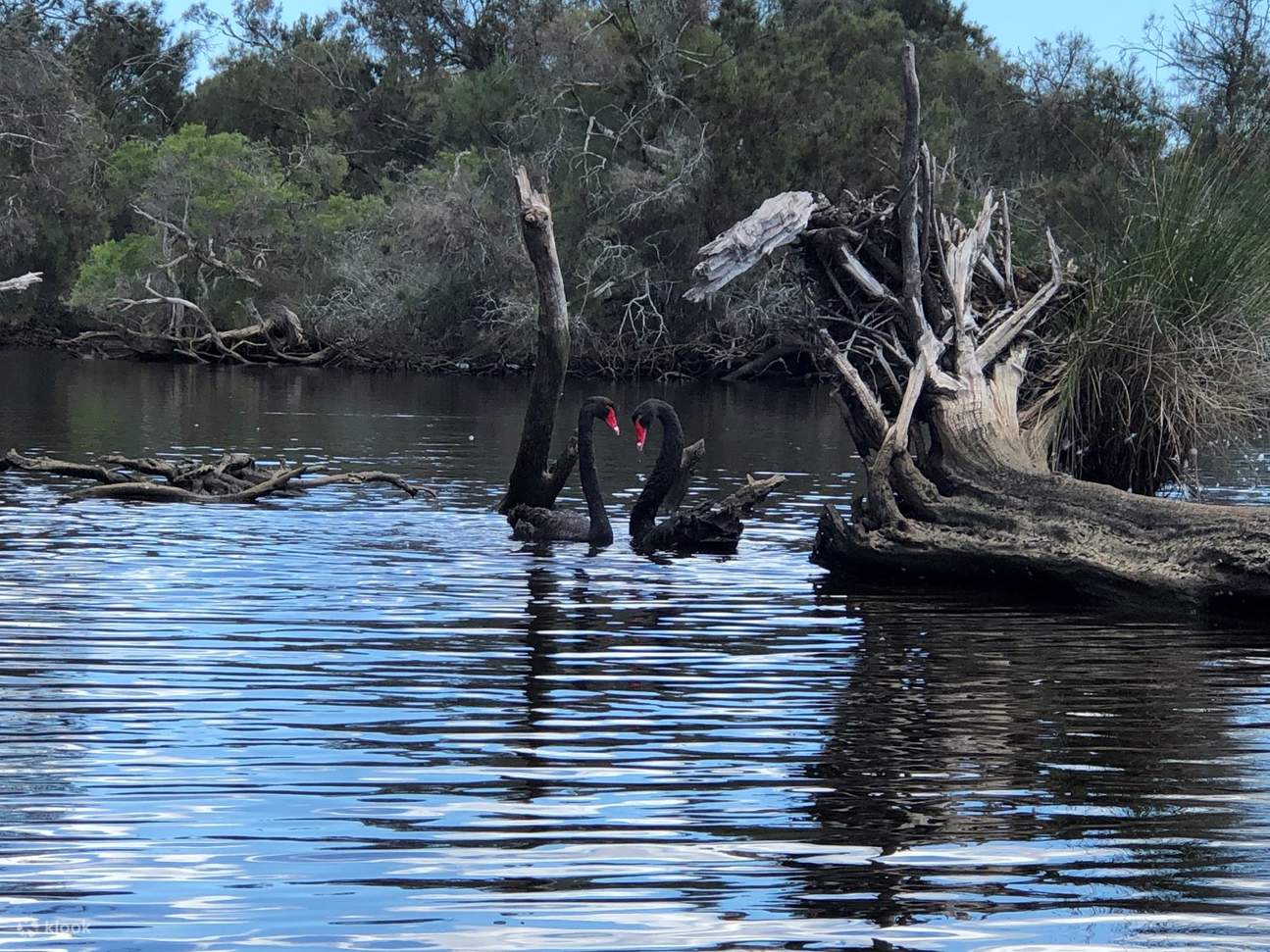 faune de la rivière Canning
