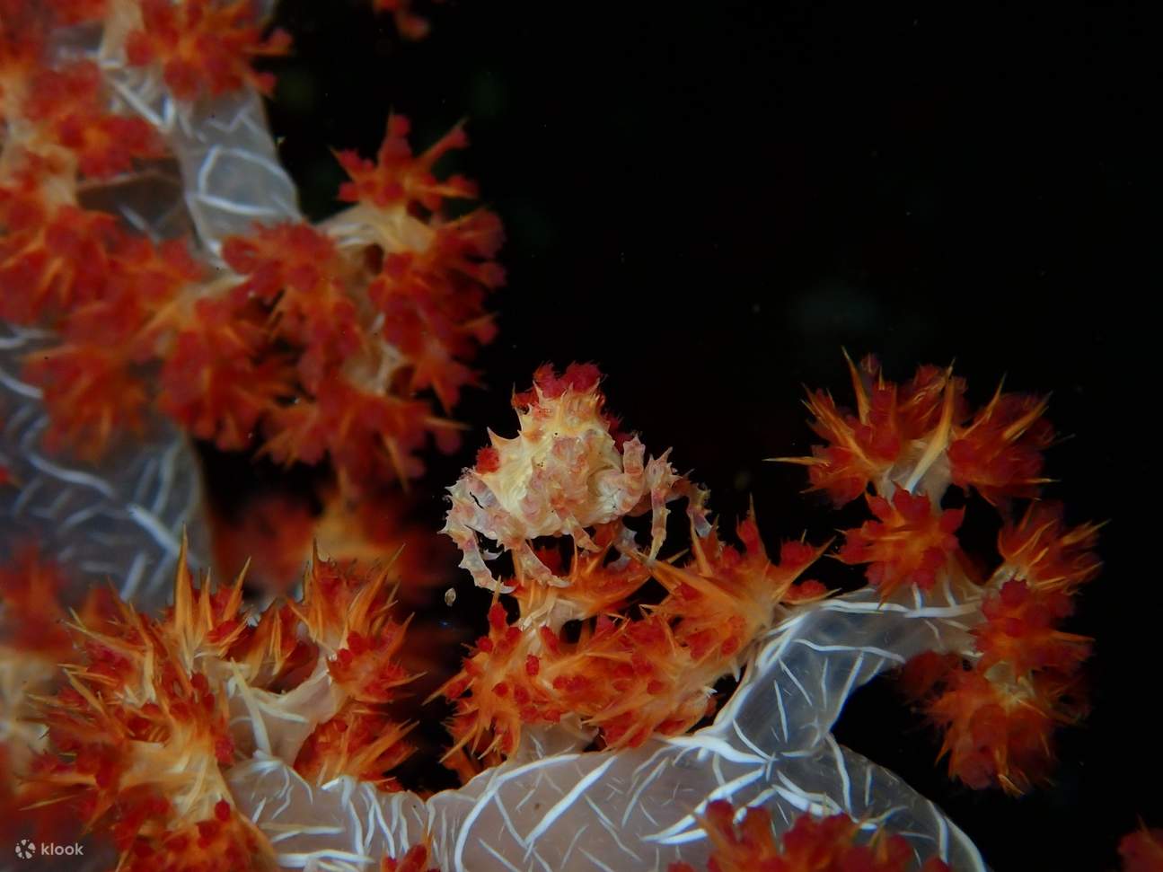 Assisti alla magia del mondo sottomarino!