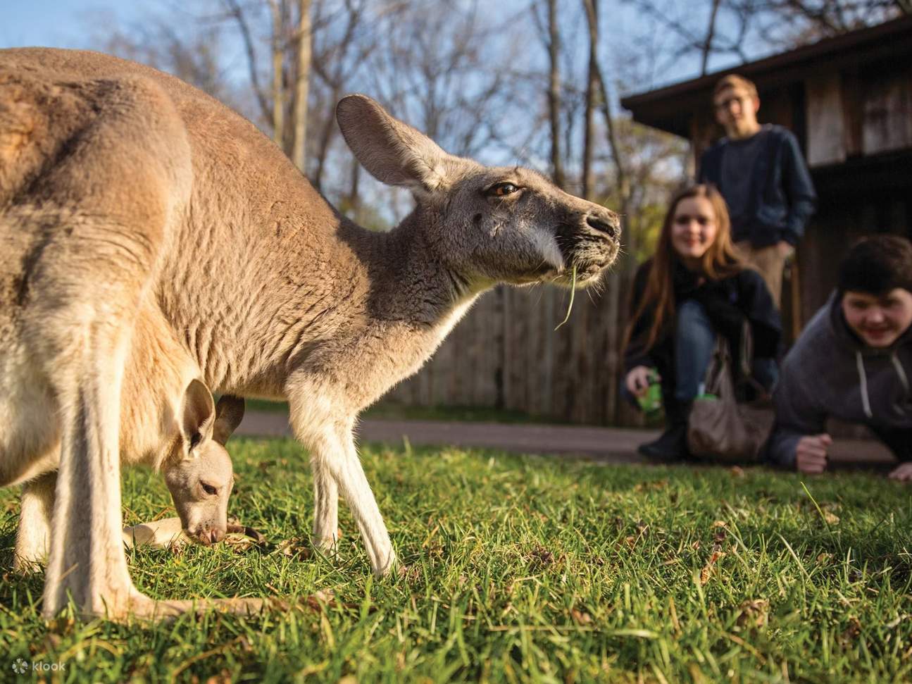 Ticket Fast Track para el Zoológico de Nashville