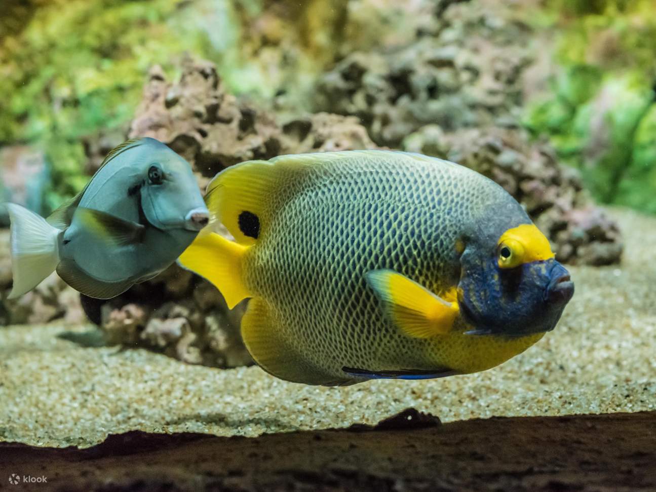 บัตรเข้าชมพิพิธภัณฑ์สัตว์น้ำบูทีค (Boutique Aquarium) ที่เดอะท็อปปีนัง 