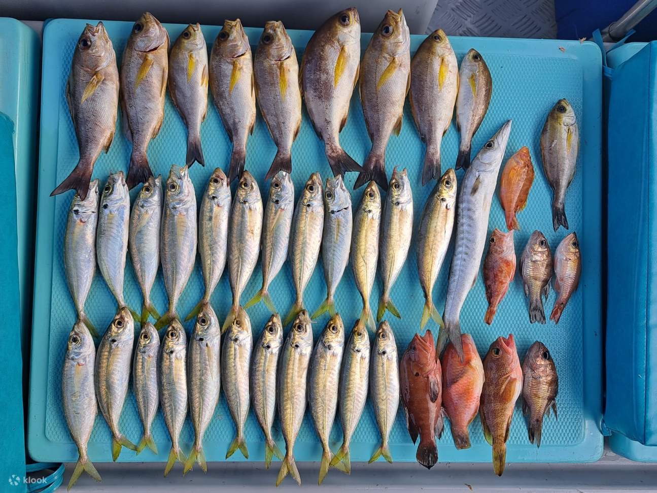 Ji Tsai Kee Fishing Fun Hong Kong Water Fishing Group