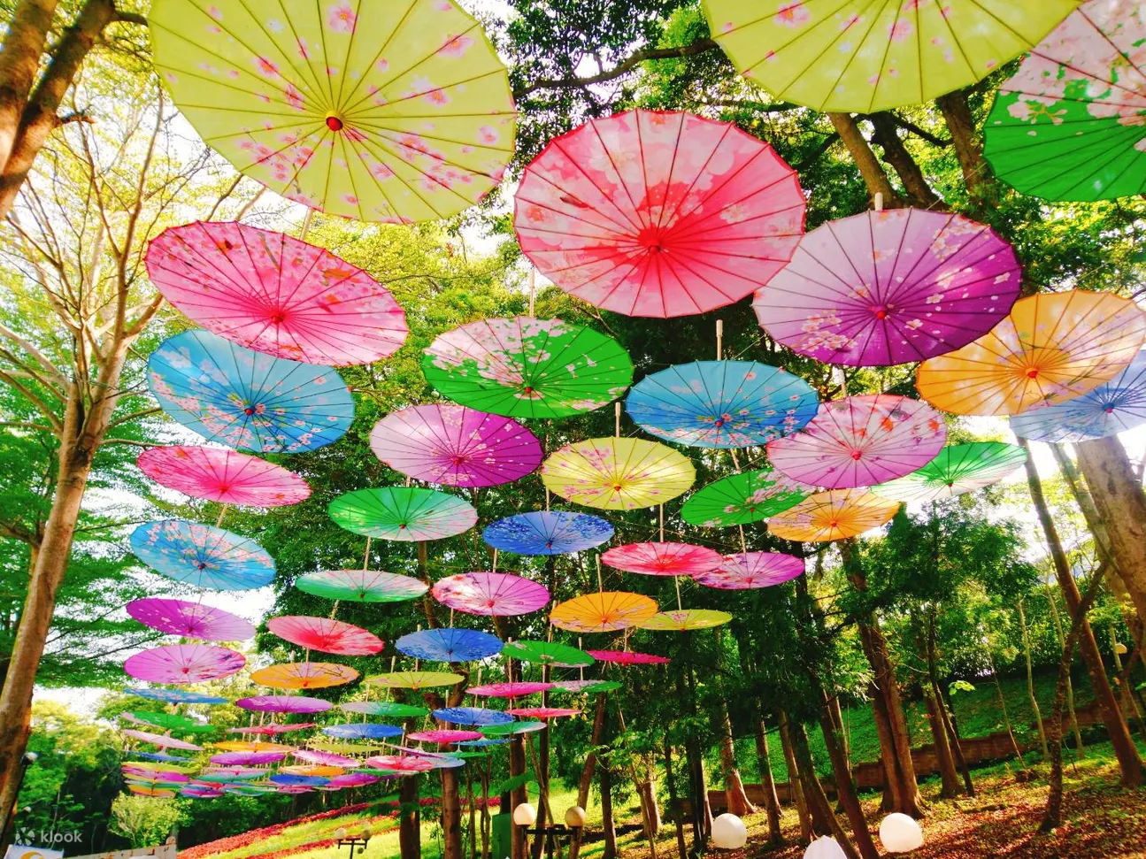 西湖渡假村-桐花祭