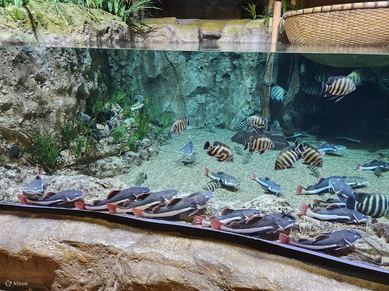 河内水族馆