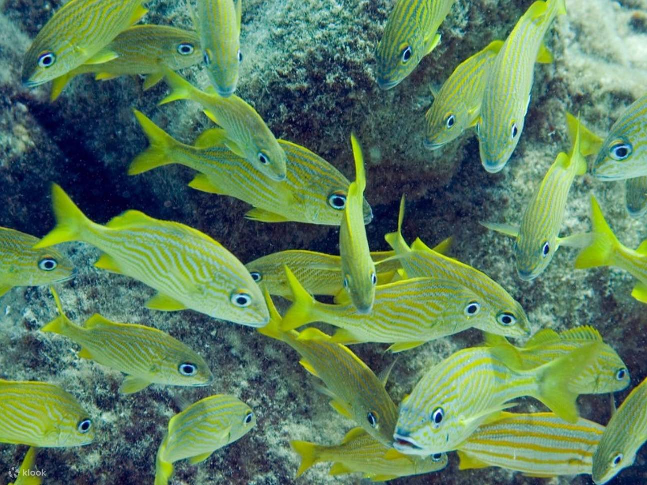 Über Stalaktitenformationen schwebend bestaunen Schnorchler die verborgene unterirdische Schönheit von Tulum.