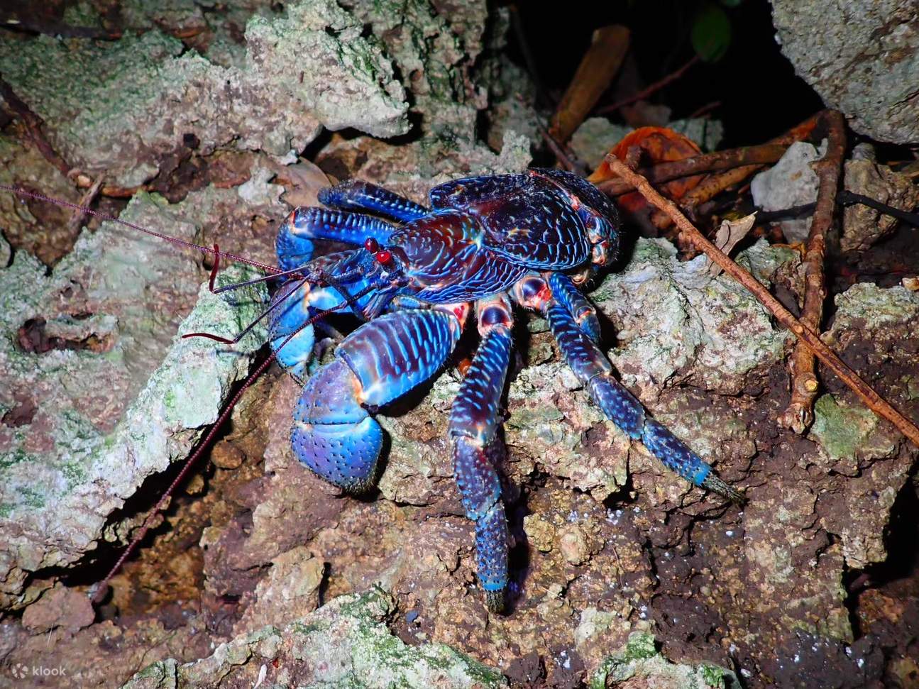 [Ishigaki Island/Night] Stargazing & Jungle Night Tour