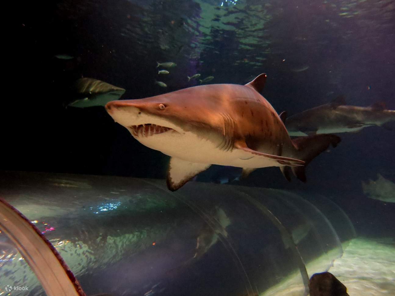 Tiburones Sea Life Kelly Tartlon's Aquarium