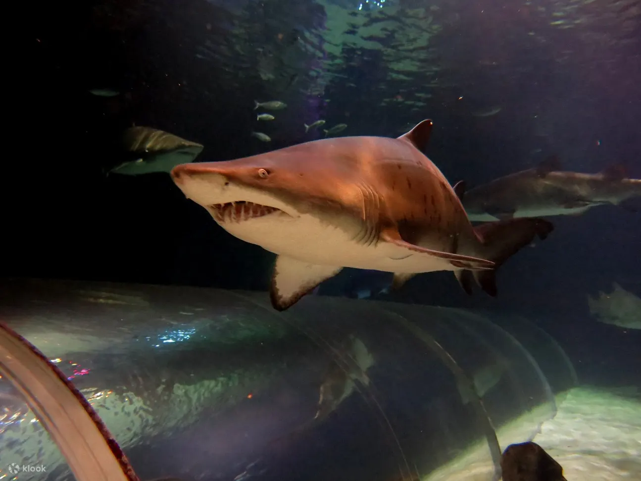 鲨鱼 海洋生物 凯利塔特隆水族馆