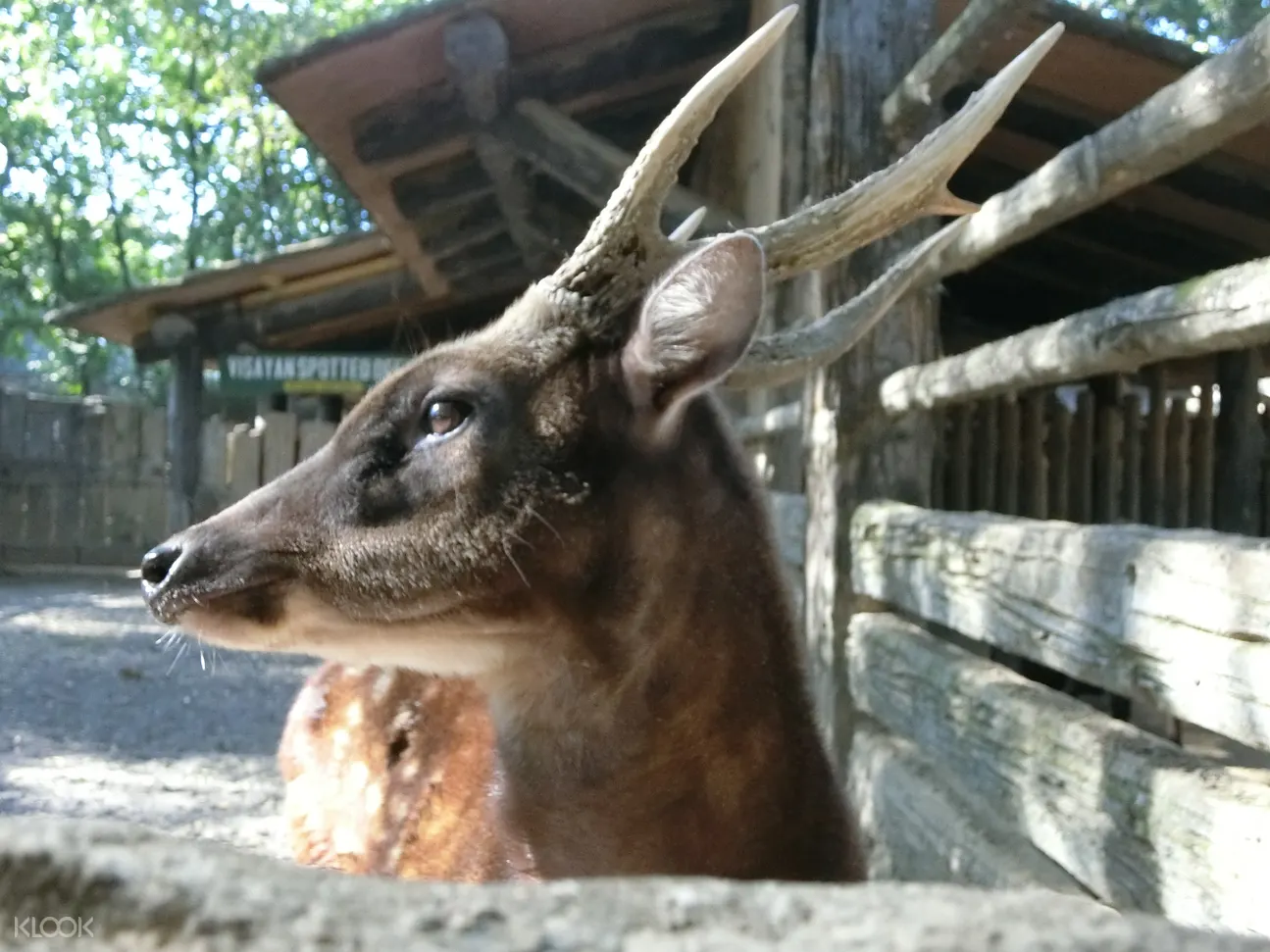 アビロン動物園入場チケット Klook クルック
