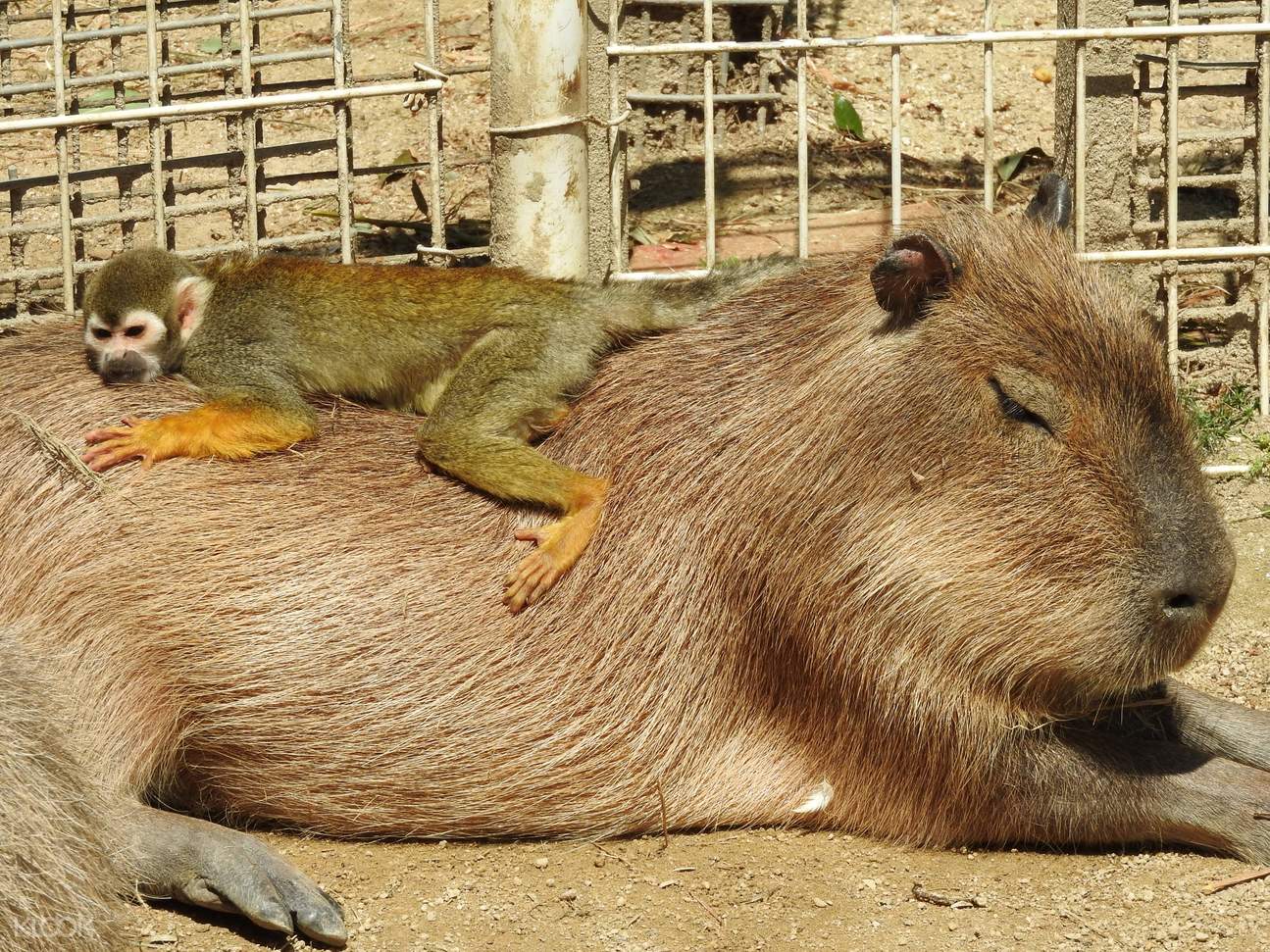 ハイブリッドレジャーランド 東武動物公園 チケット Klook クルック